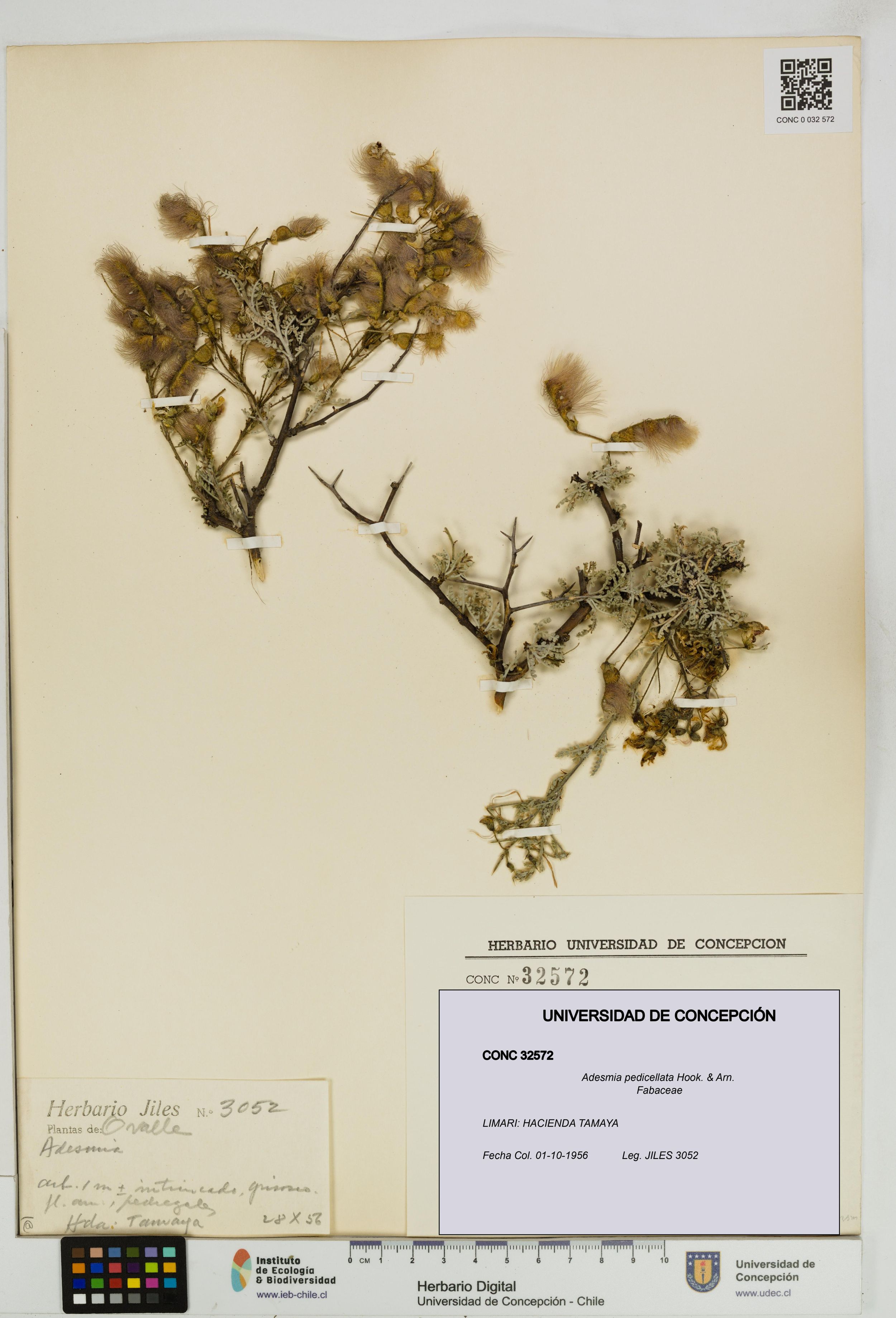 Adesmia pedicellata [Espécimen: ]