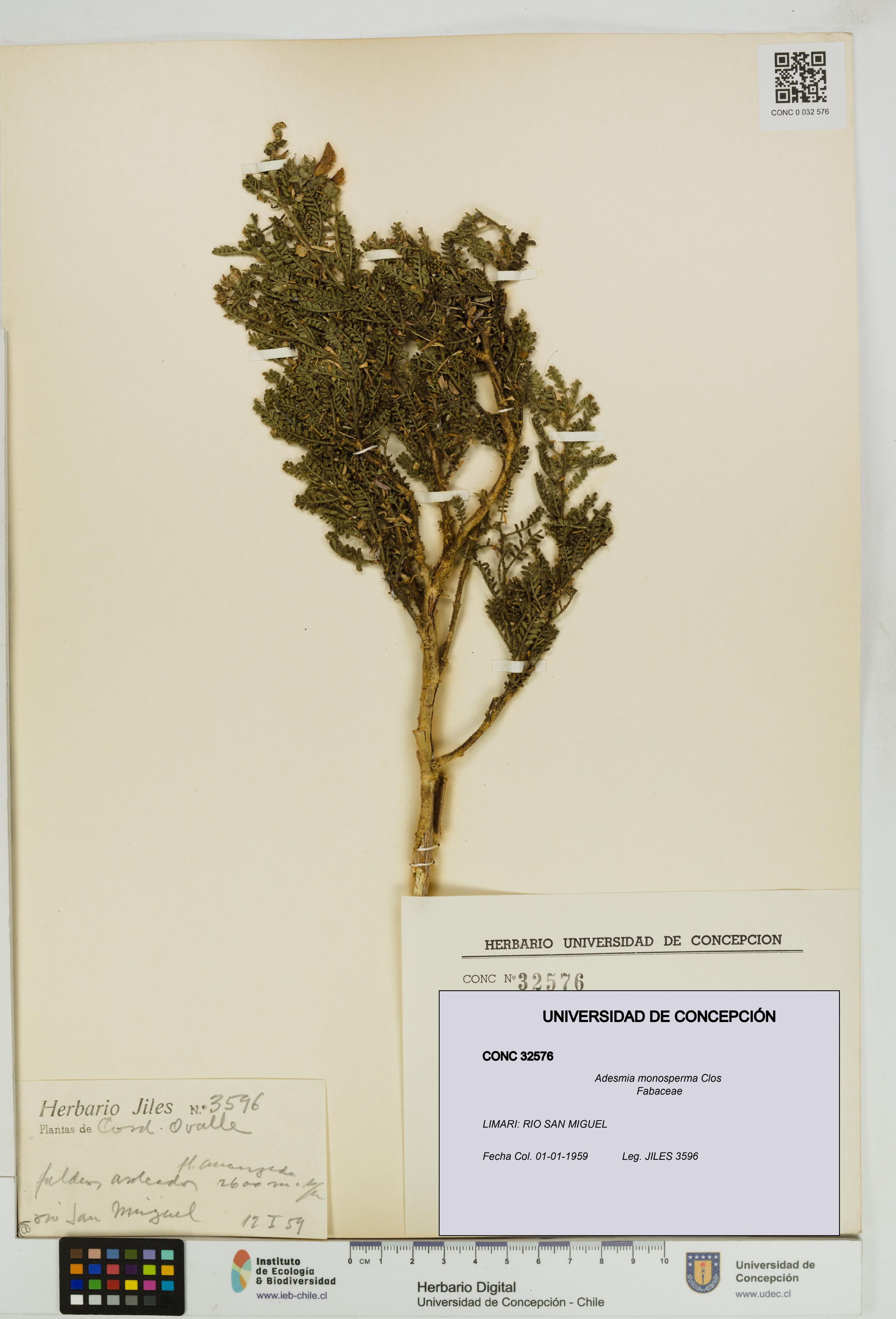 Adesmia monosperma [Espécimen: ]