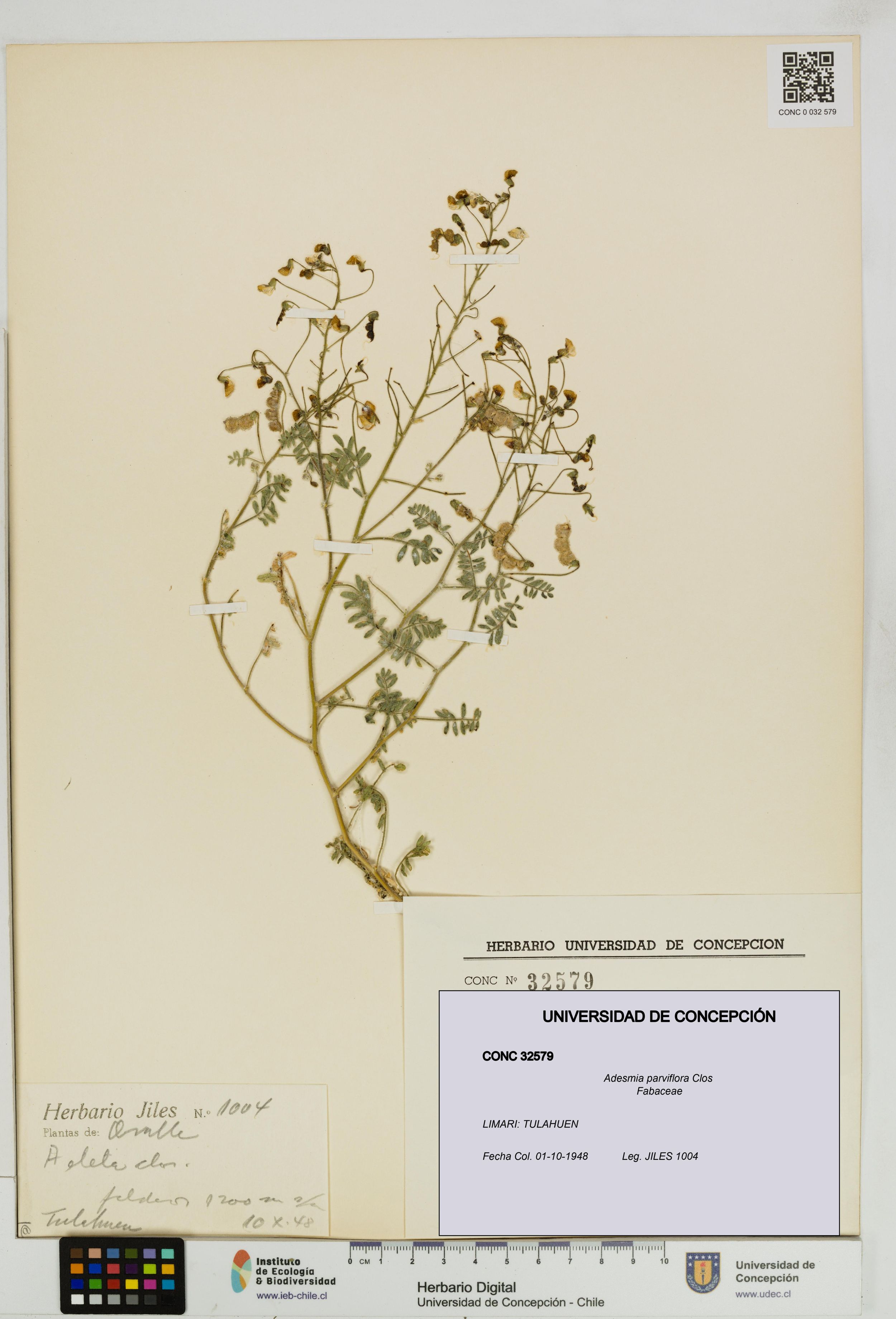 Adesmia parviflora [Espécimen: ]