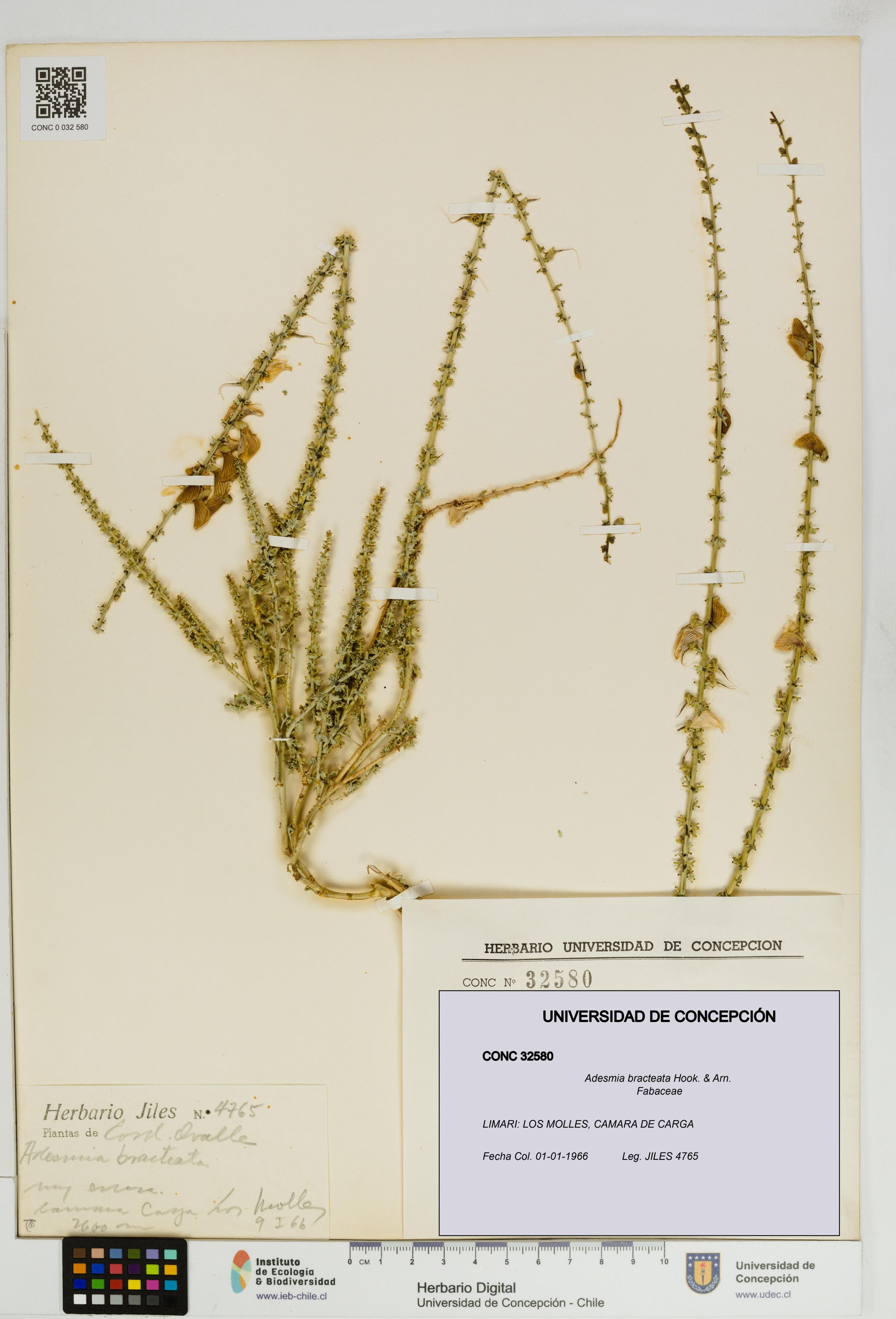 Adesmia bracteata [Espécimen: ]