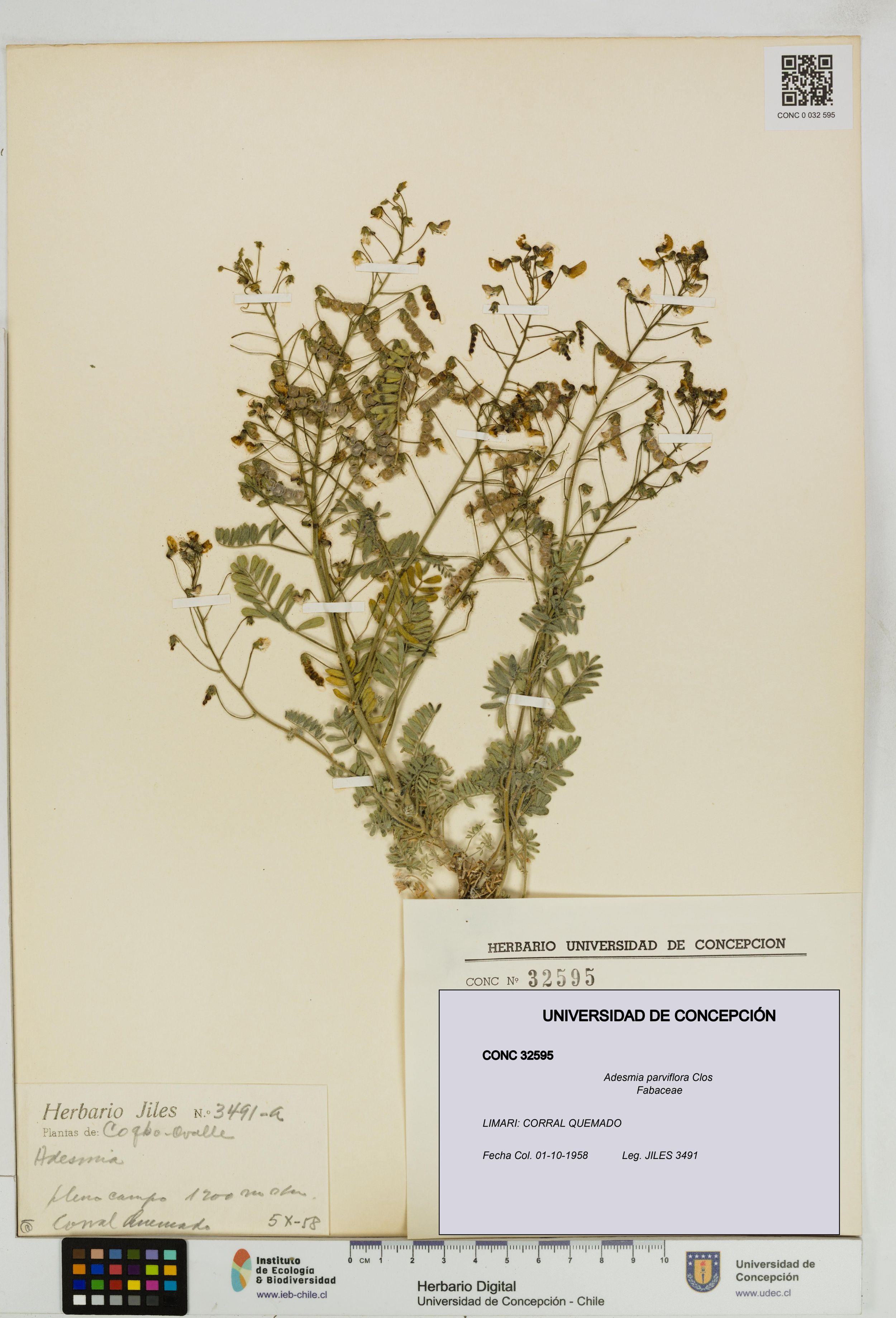 Adesmia parviflora [Espécimen: ]