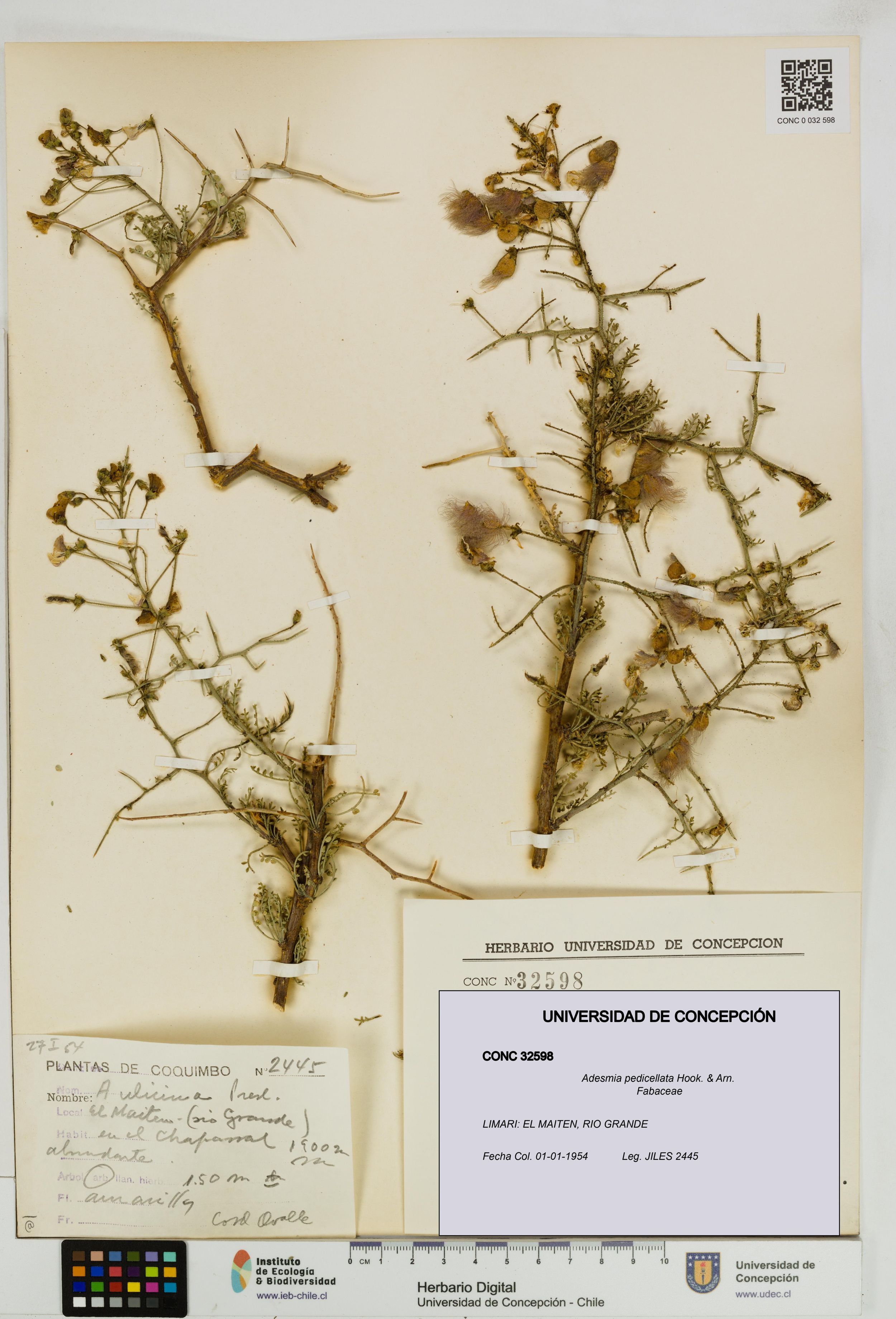 Adesmia pedicellata [Espécimen: ]