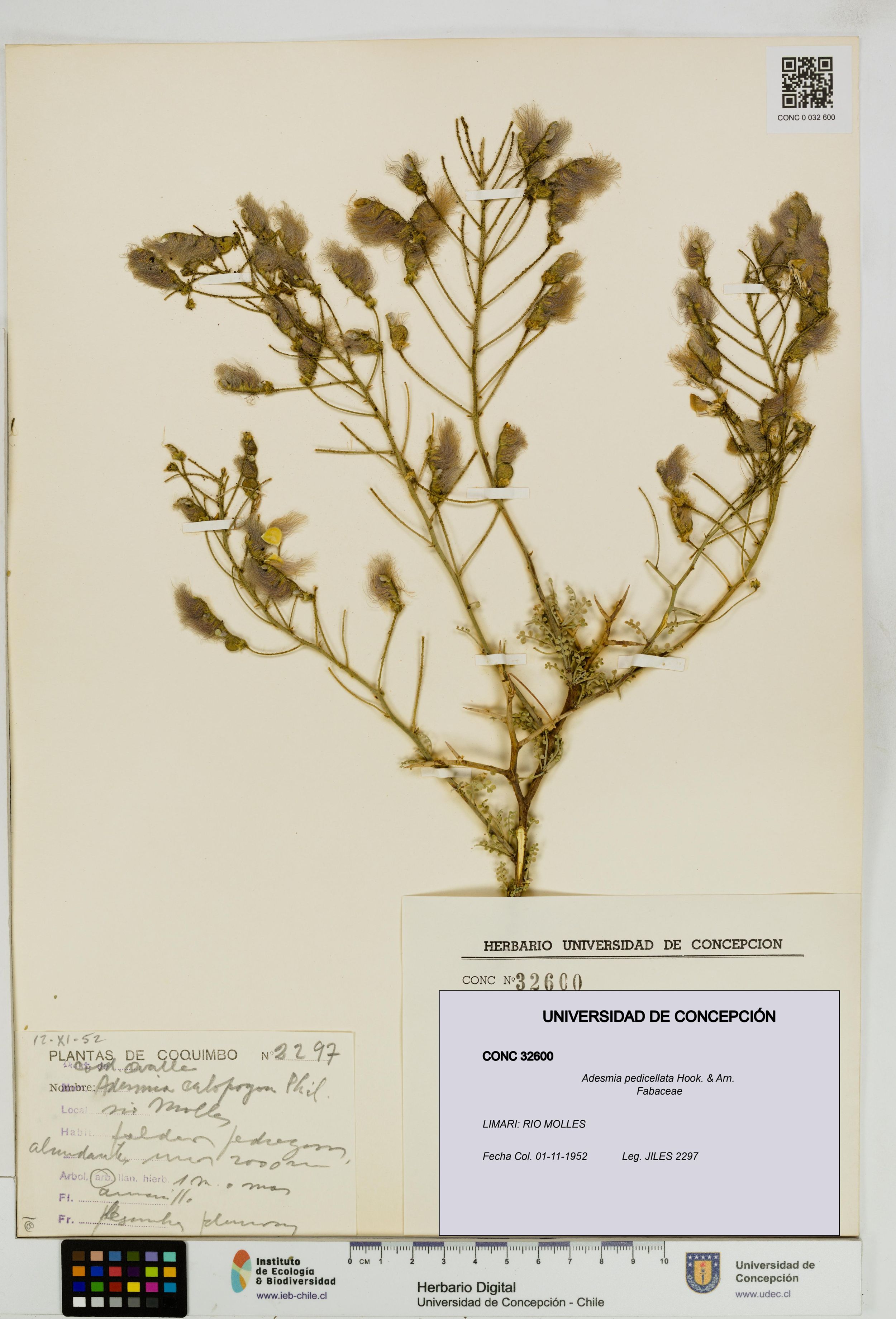 Adesmia pedicellata [Espécimen: ]