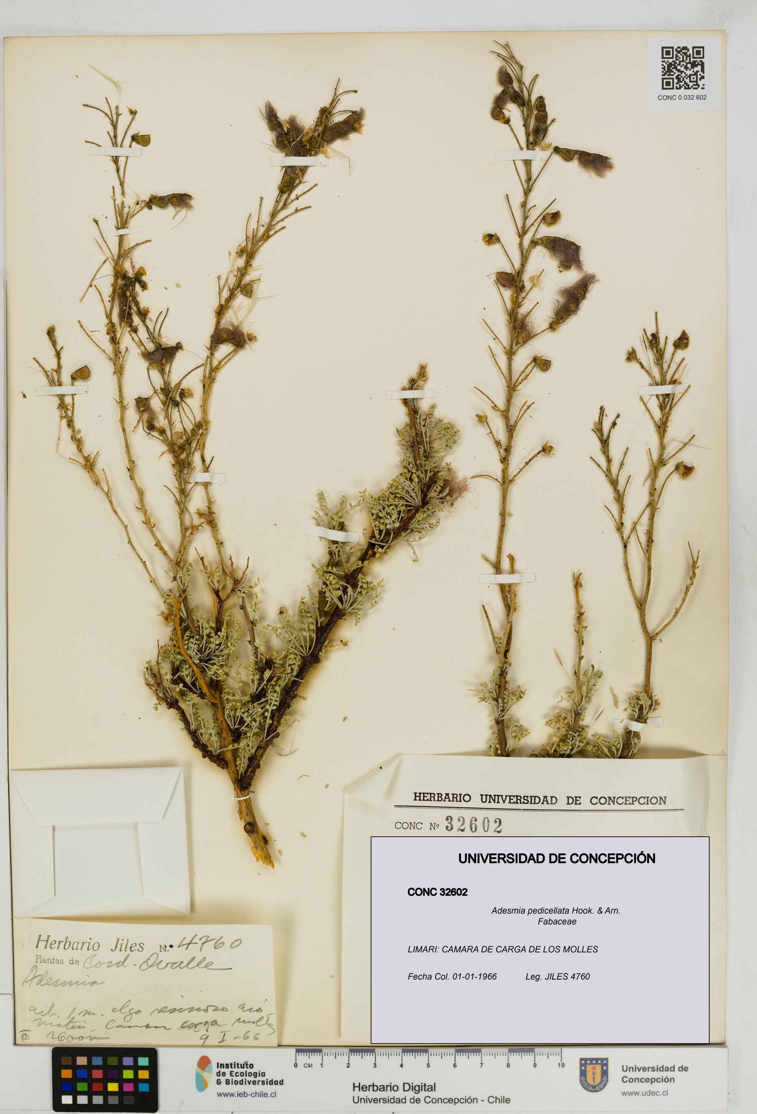 Adesmia pedicellata [Espécimen: ]