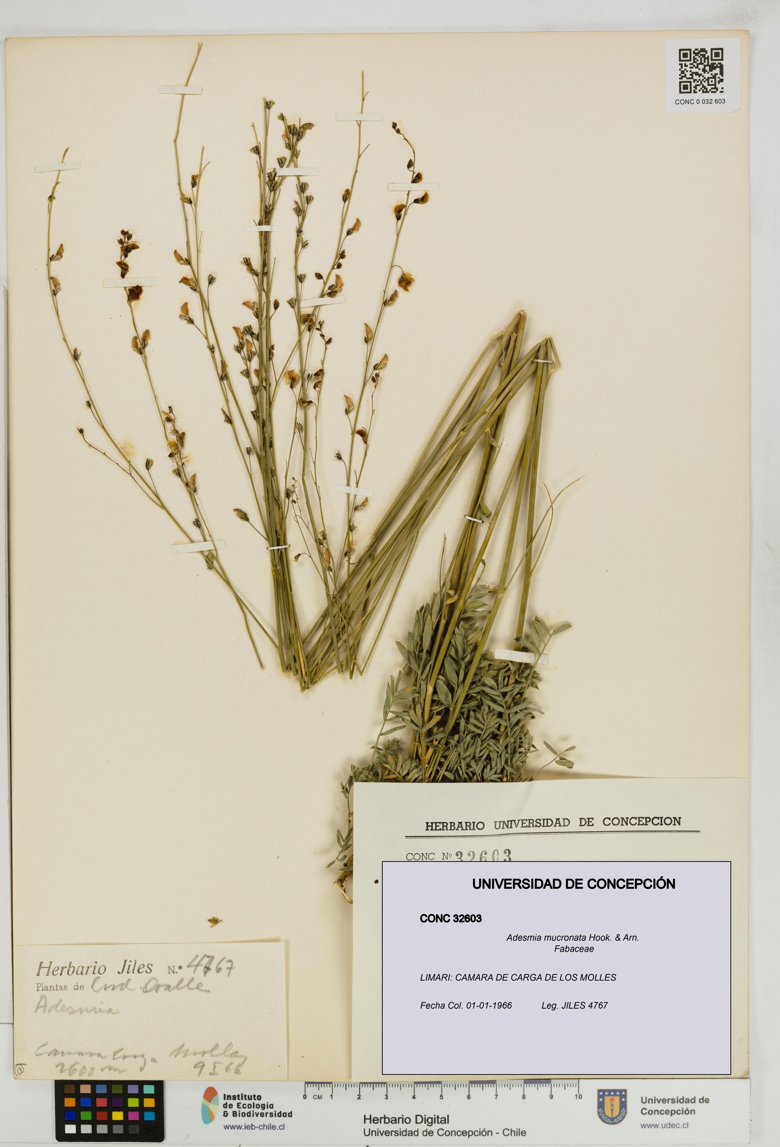 Adesmia mucronata [Espécimen: ]