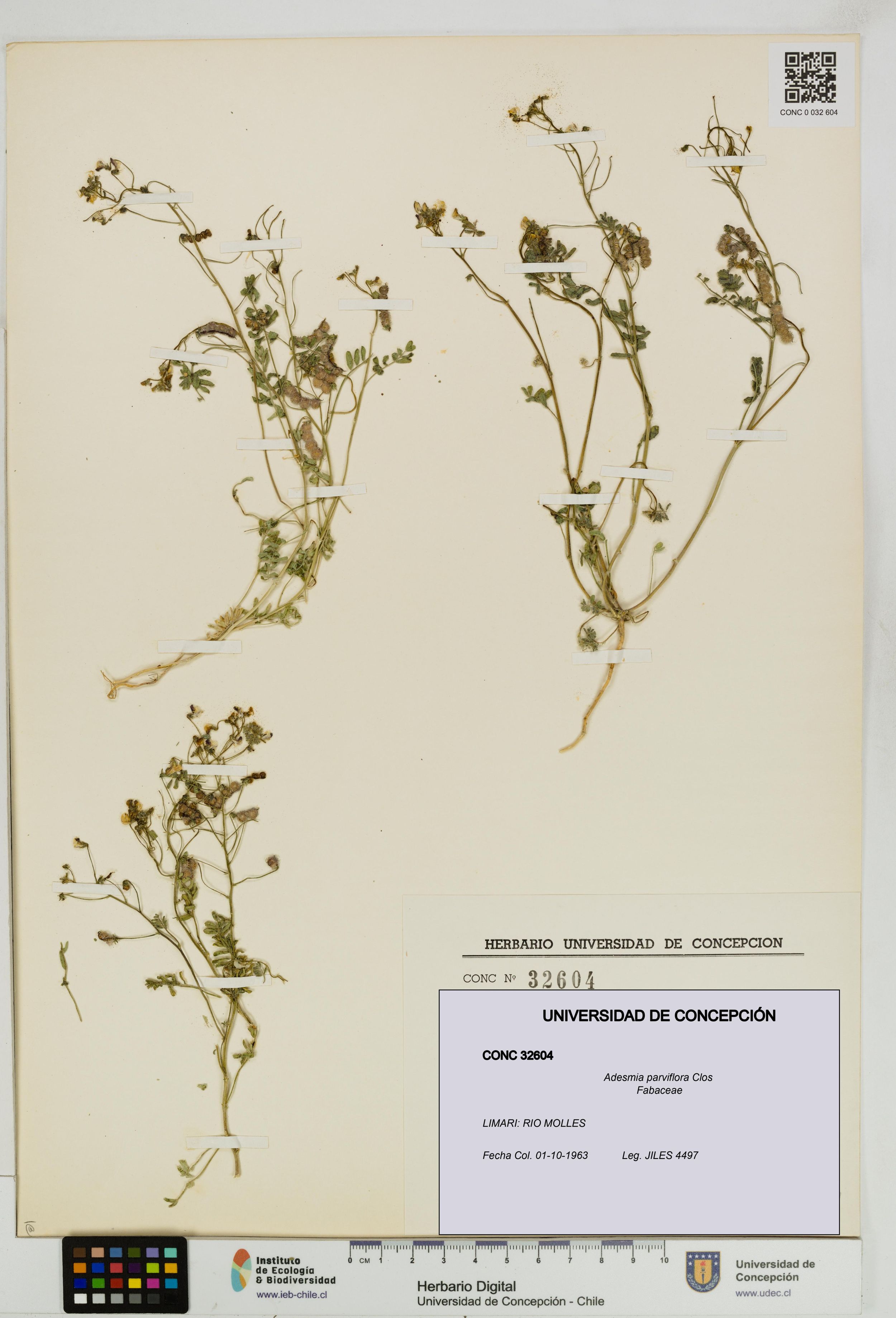 Adesmia parviflora [Espécimen: ]