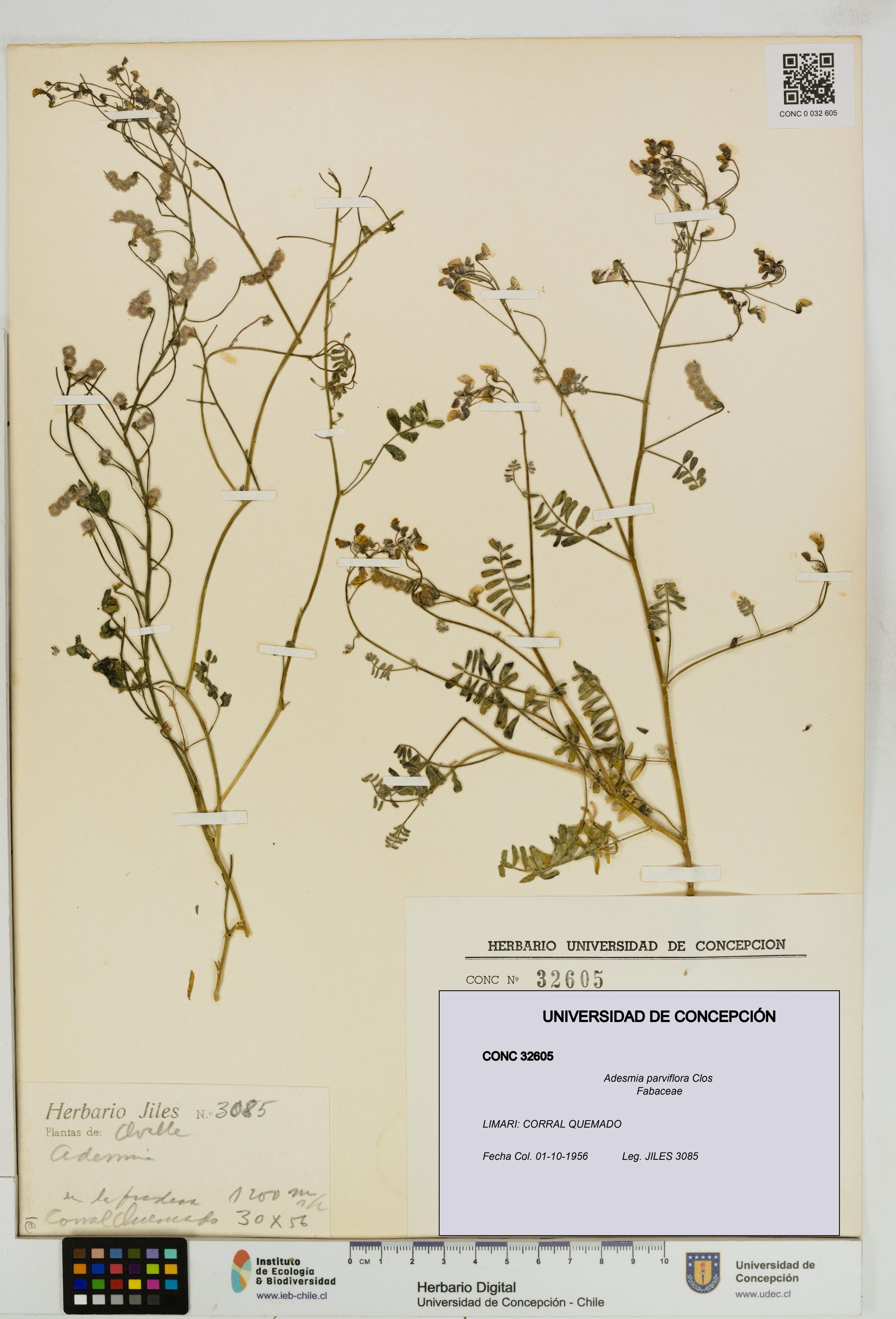 Adesmia parviflora [Espécimen: ]