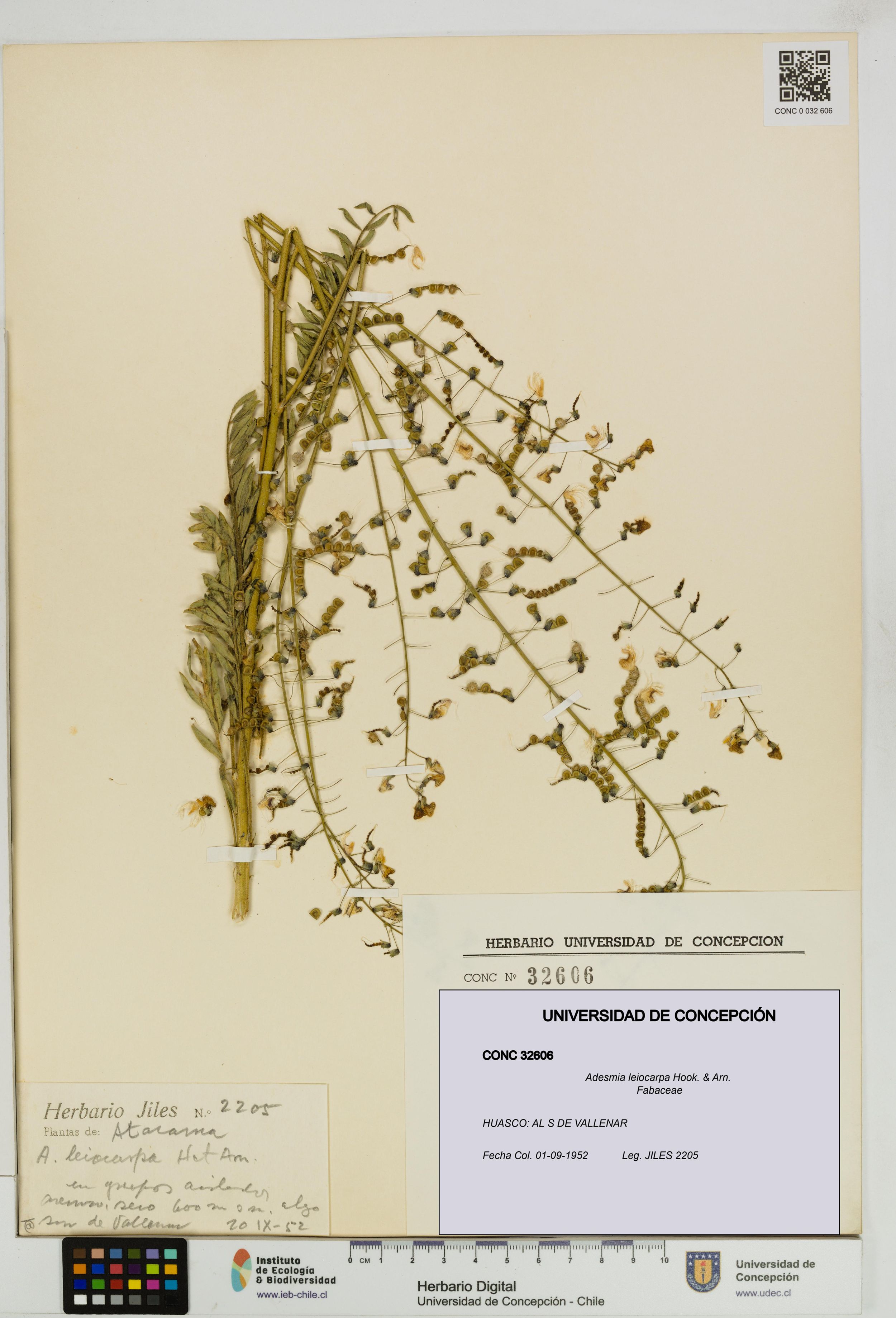 Adesmia leiocarpa [Espécimen: ]