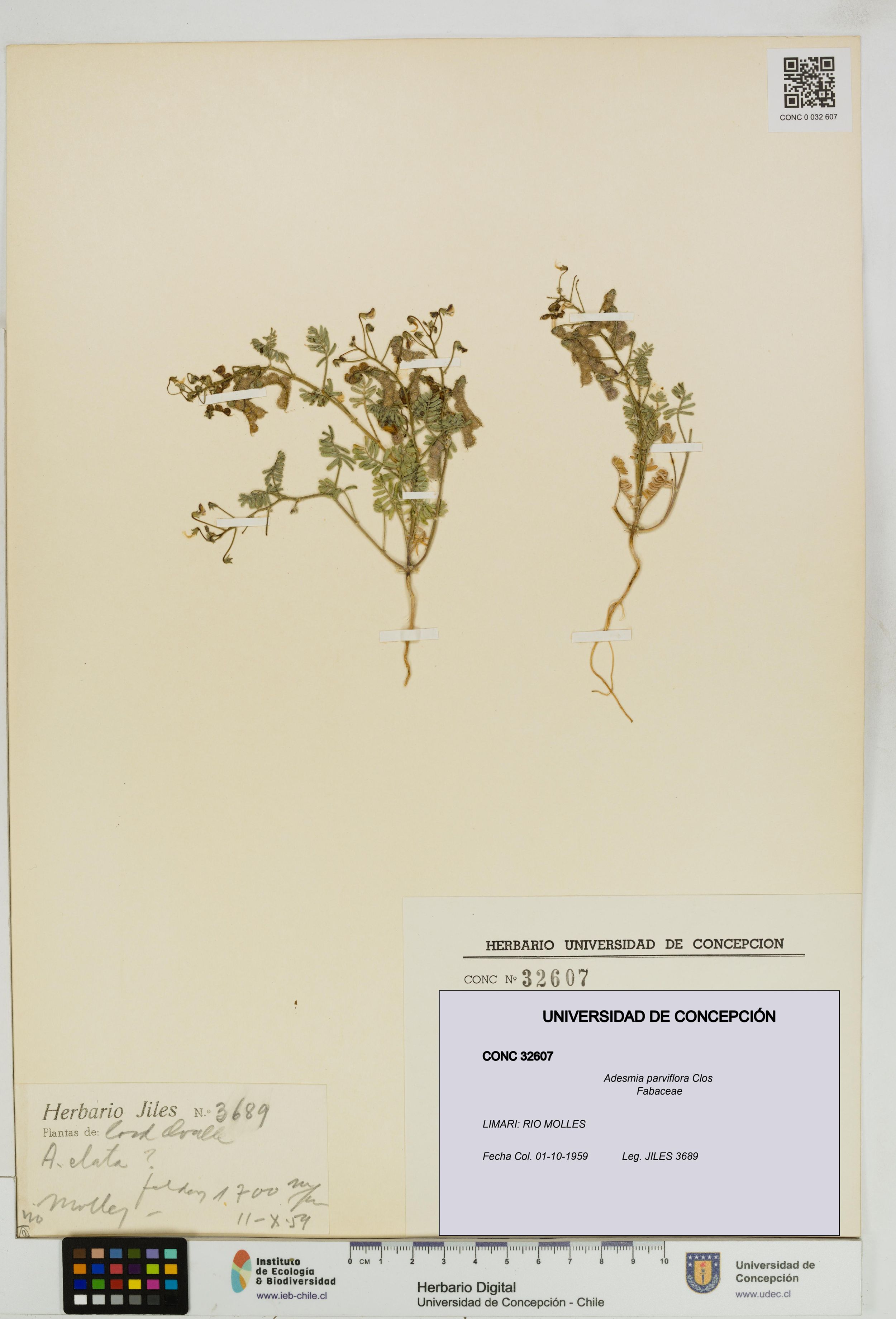 Adesmia parviflora [Espécimen: ]