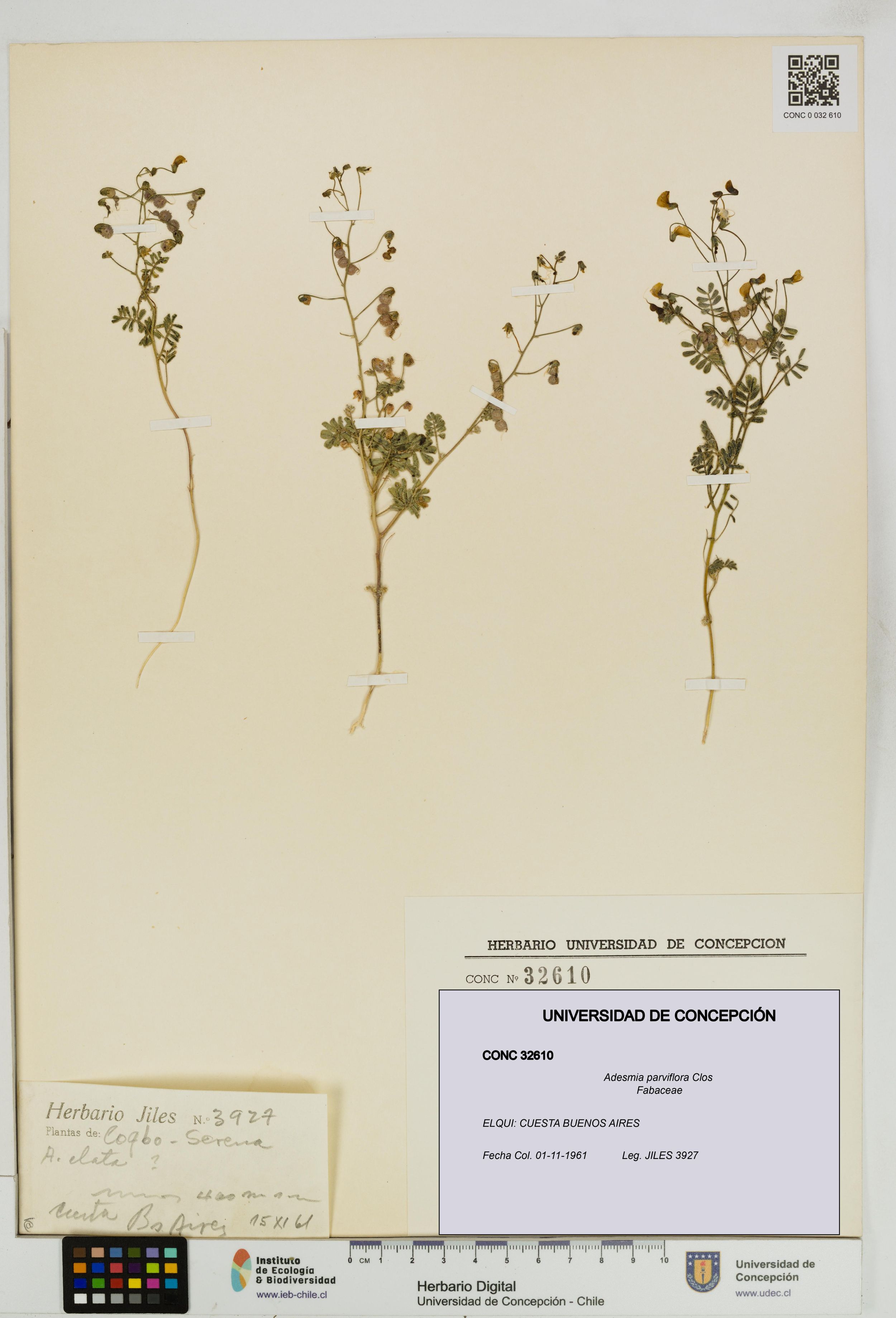 Adesmia parviflora [Espécimen: ]