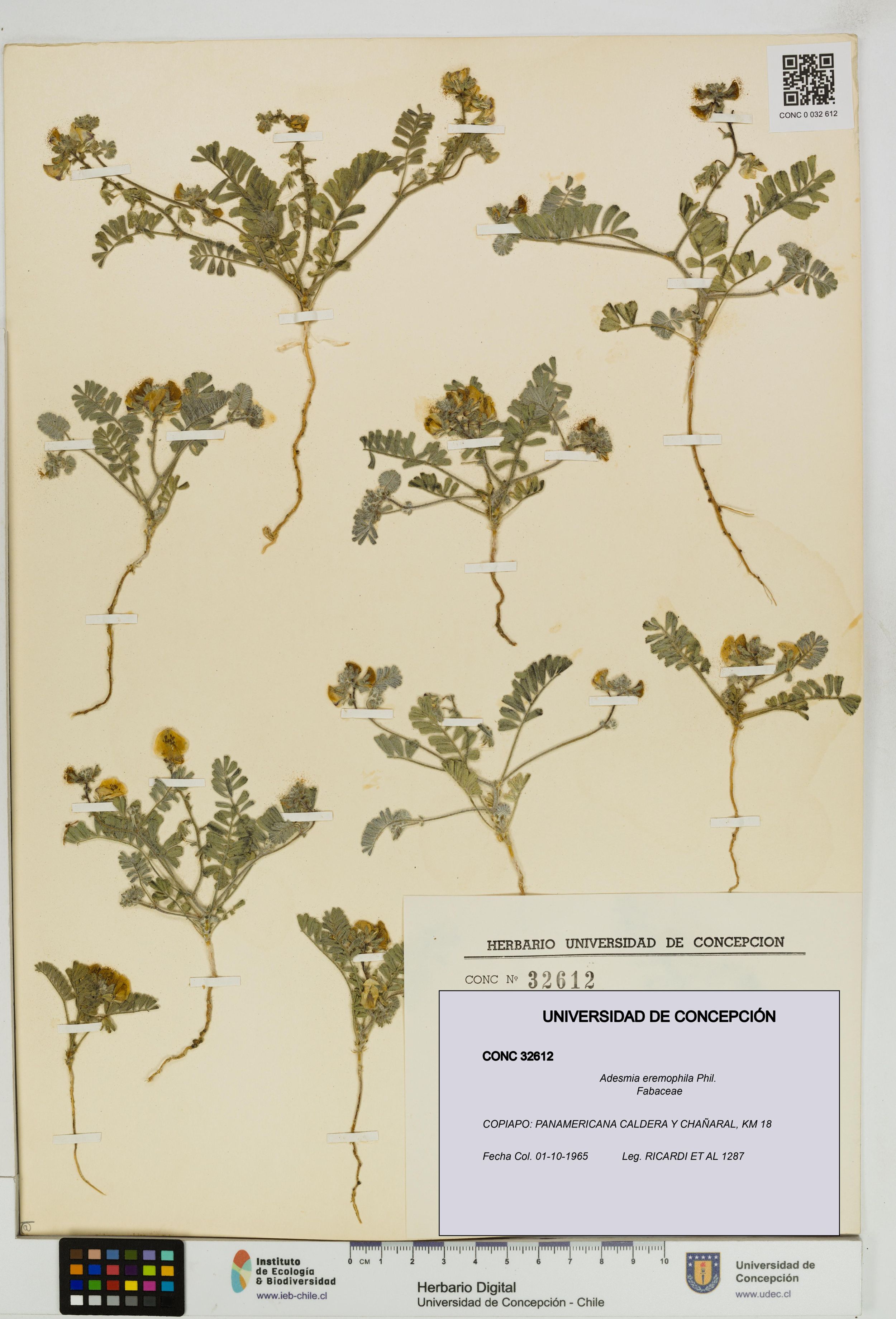Adesmia eremophila [Espécimen: ]