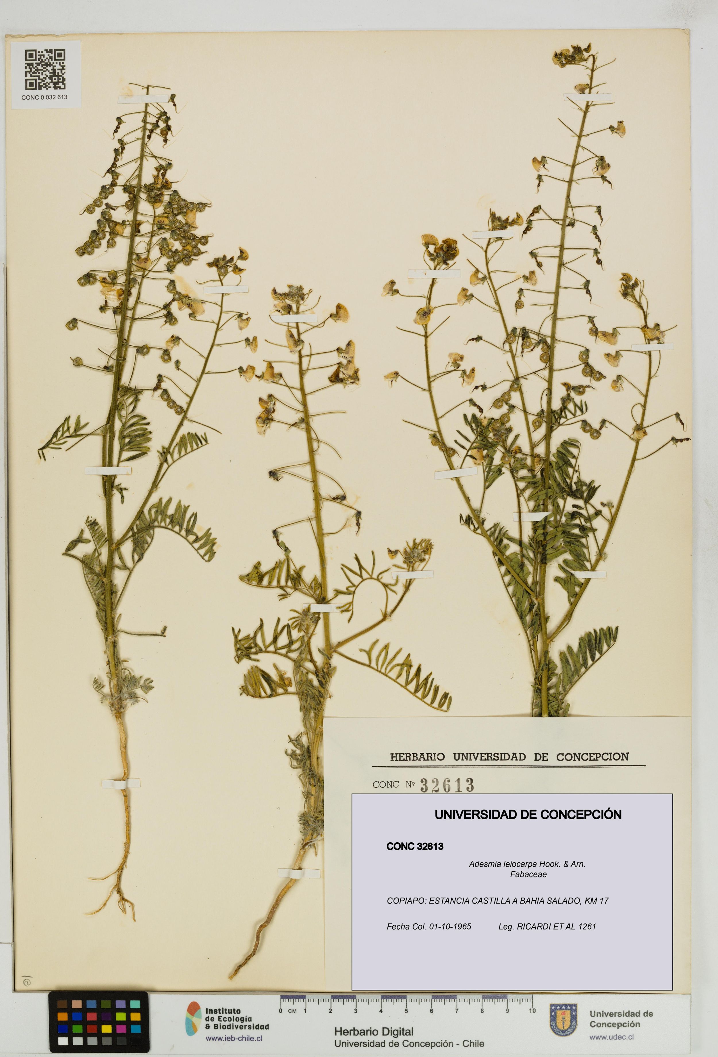 Adesmia leiocarpa [Espécimen: ]