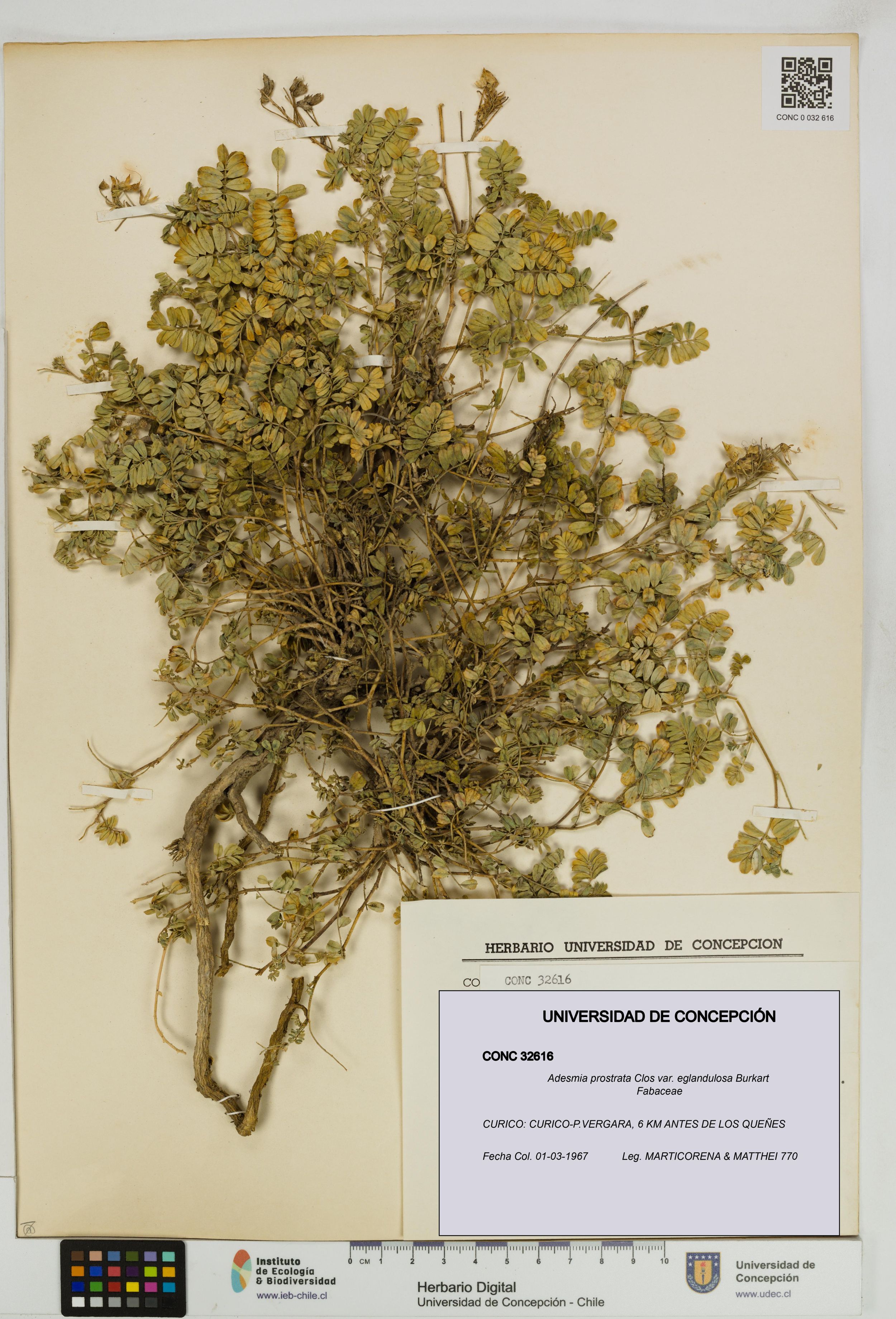Adesmia prostrata var. eglandulosa [Espécimen: ]