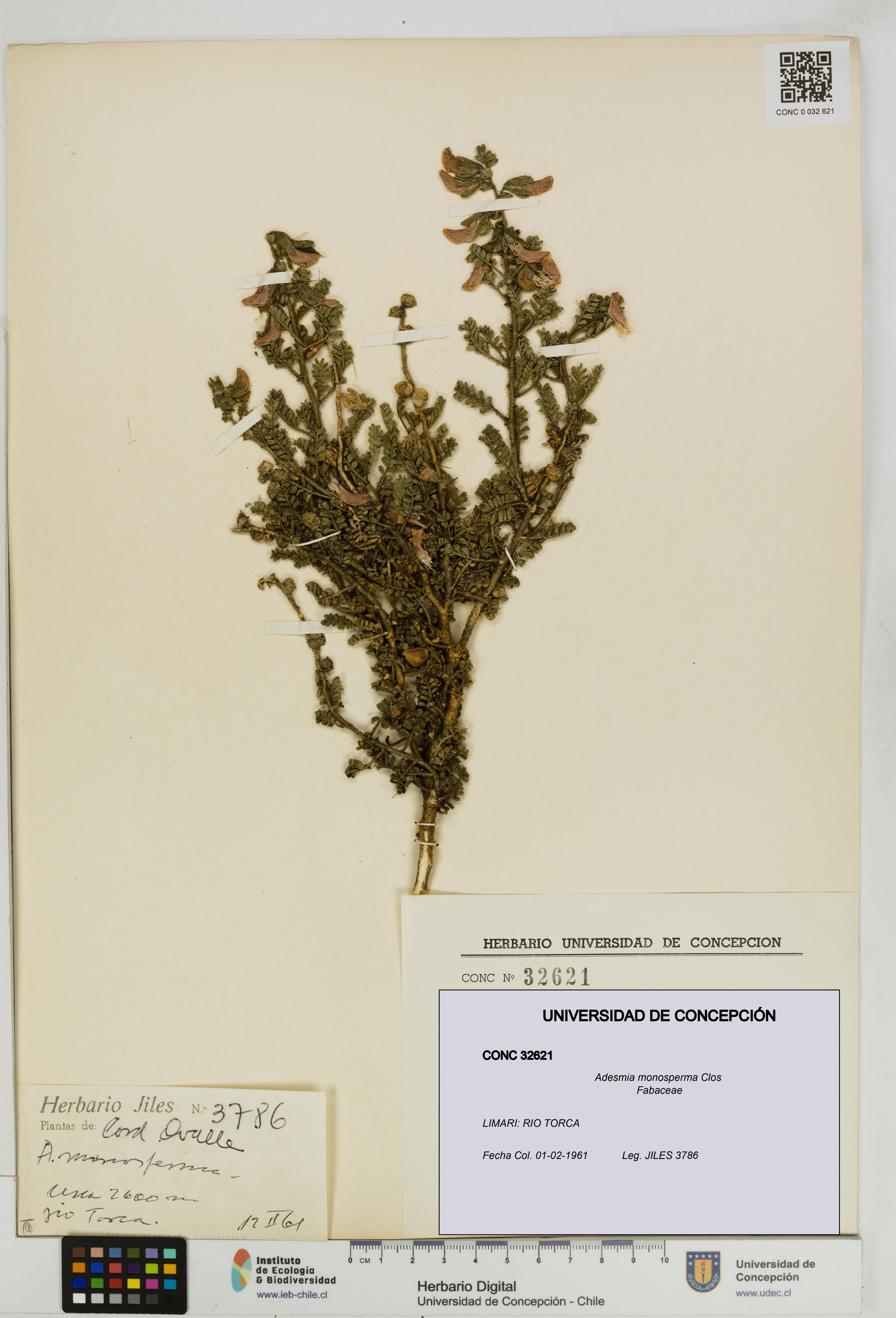 Adesmia monosperma [Espécimen: ]