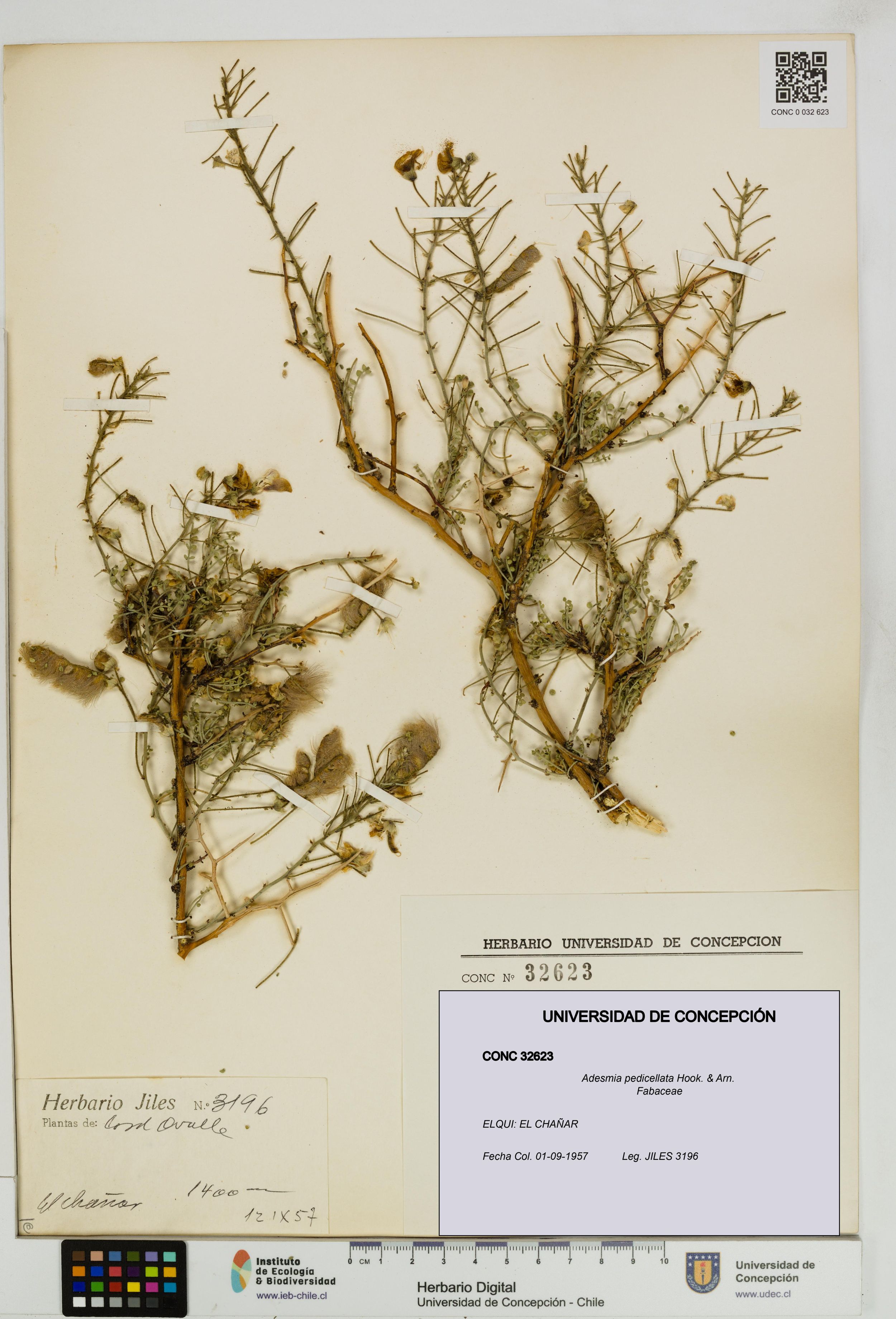 Adesmia pedicellata [Espécimen: ]