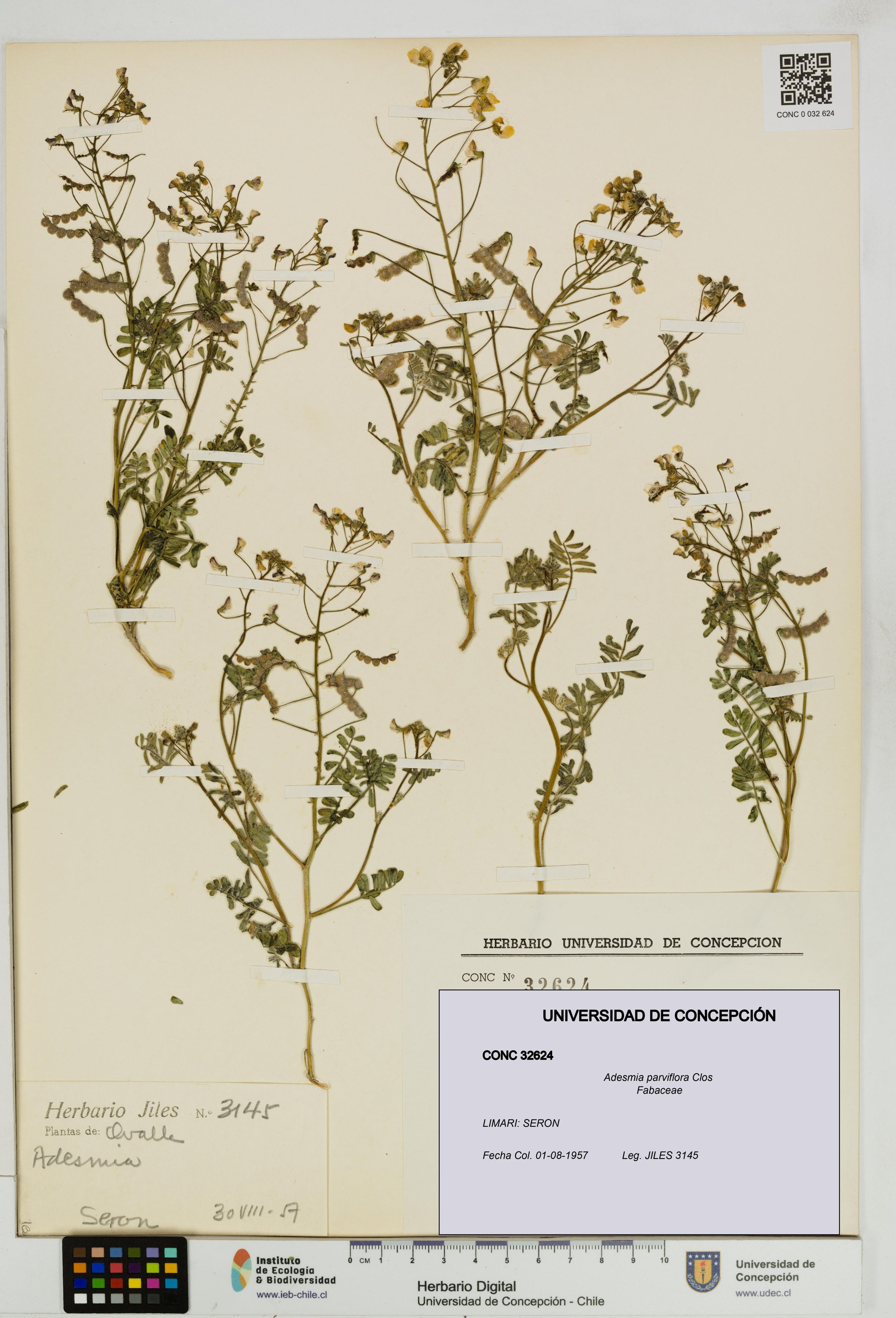 Adesmia parviflora [Espécimen: ]