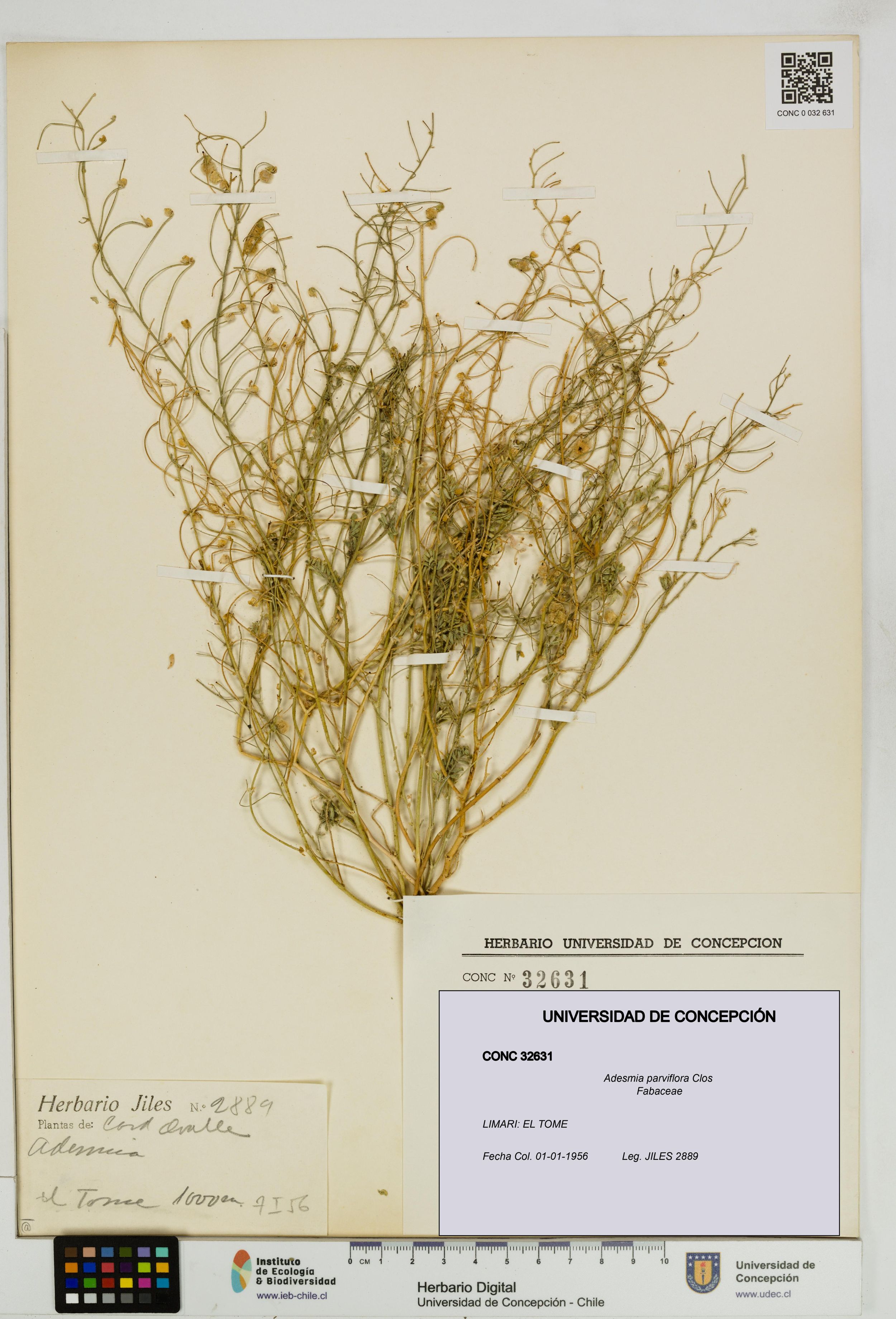 Adesmia parviflora [Espécimen: ]