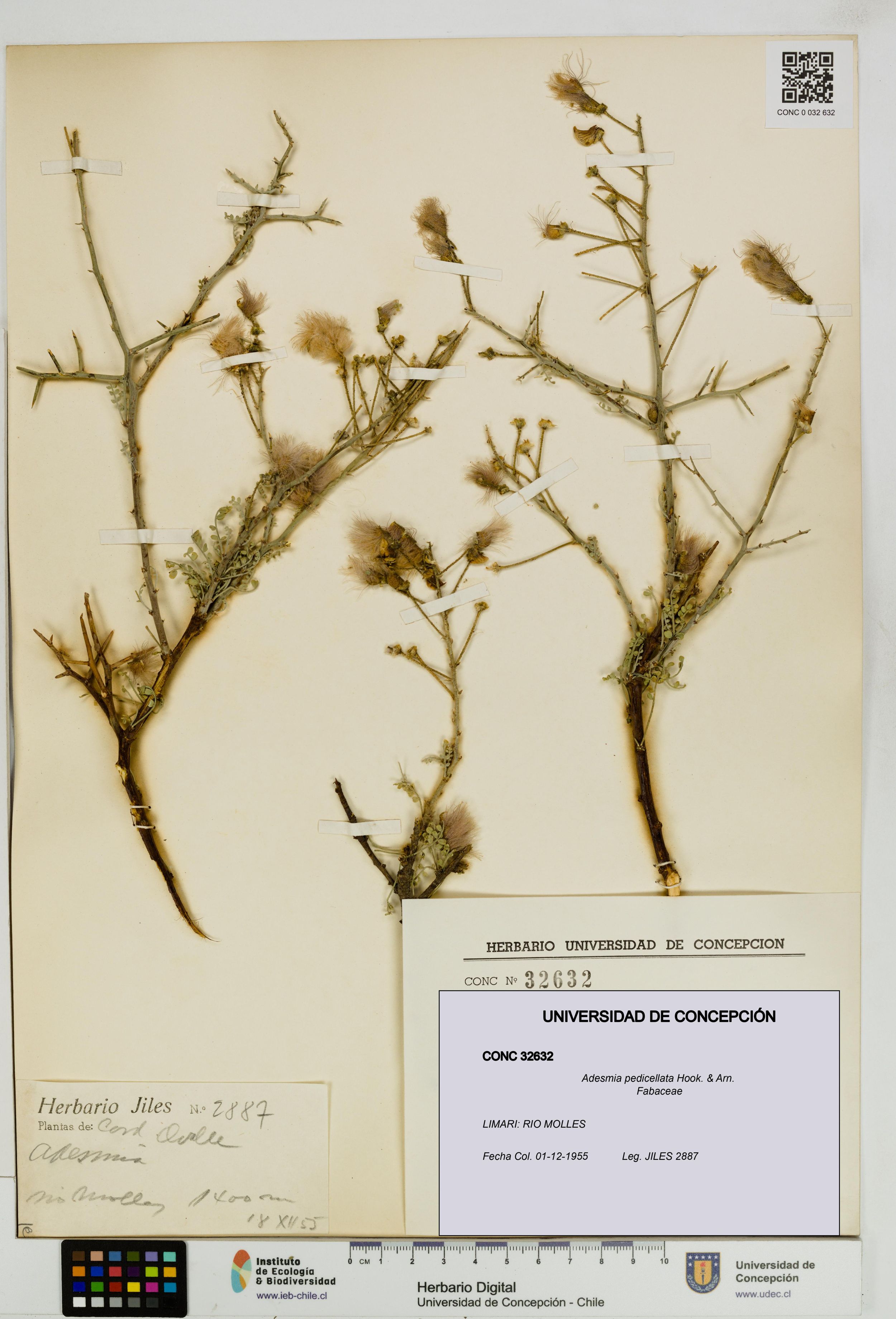 Adesmia pedicellata [Espécimen: ]