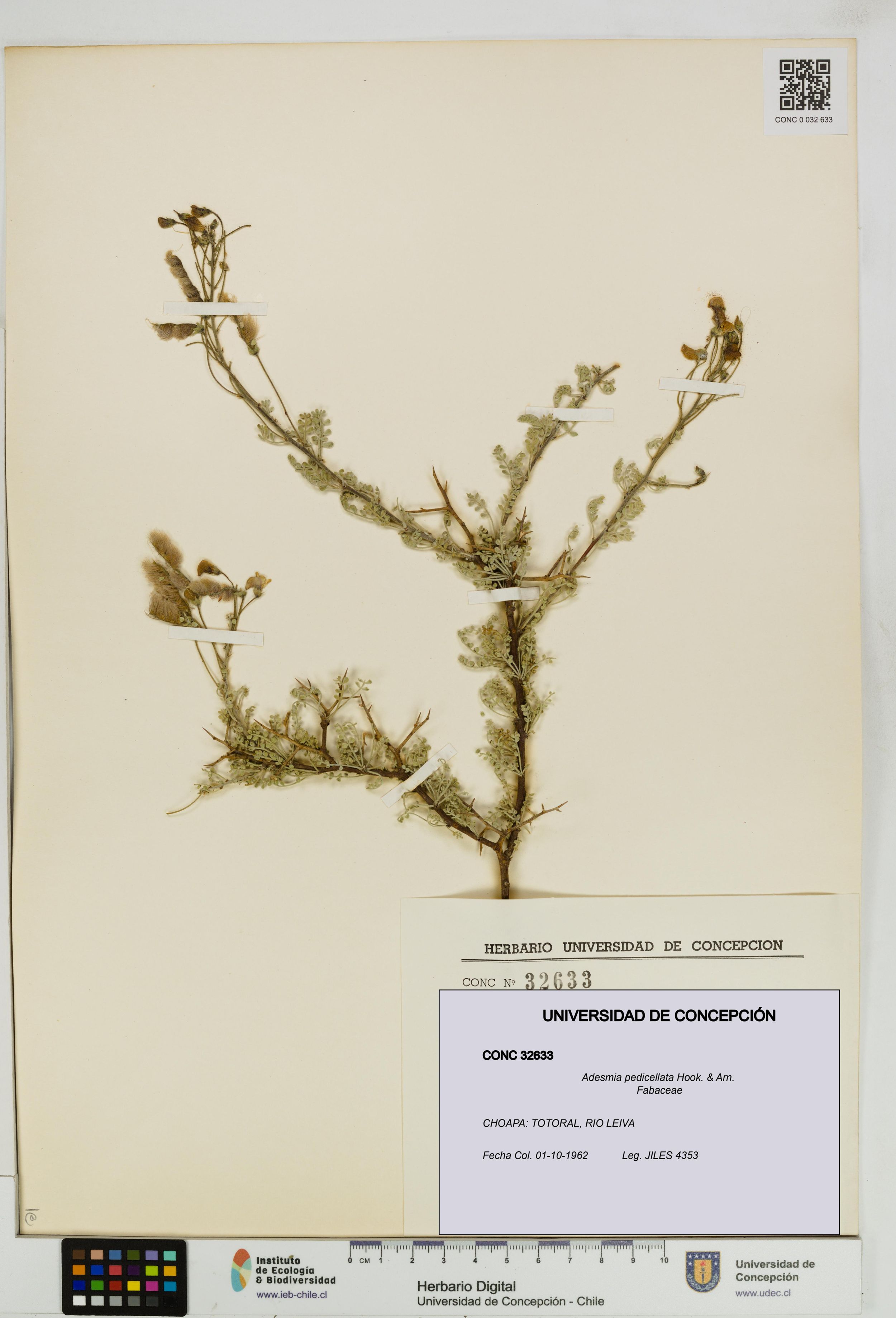 Adesmia pedicellata [Espécimen: ]