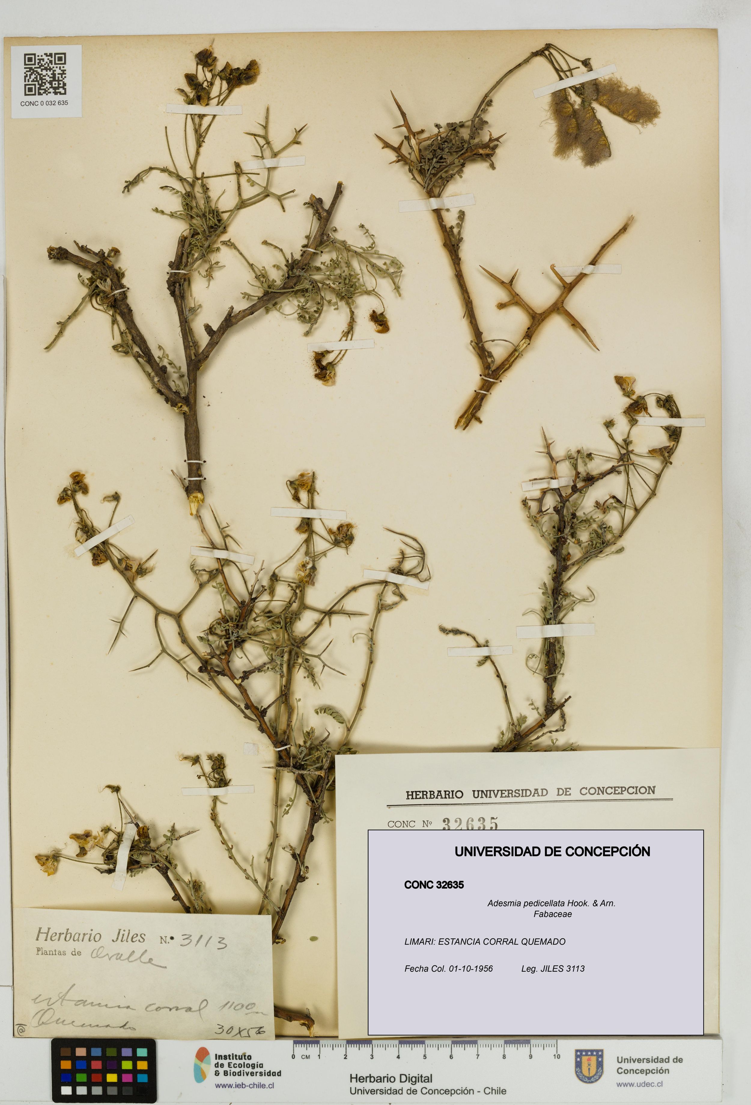 Adesmia pedicellata [Espécimen: ]