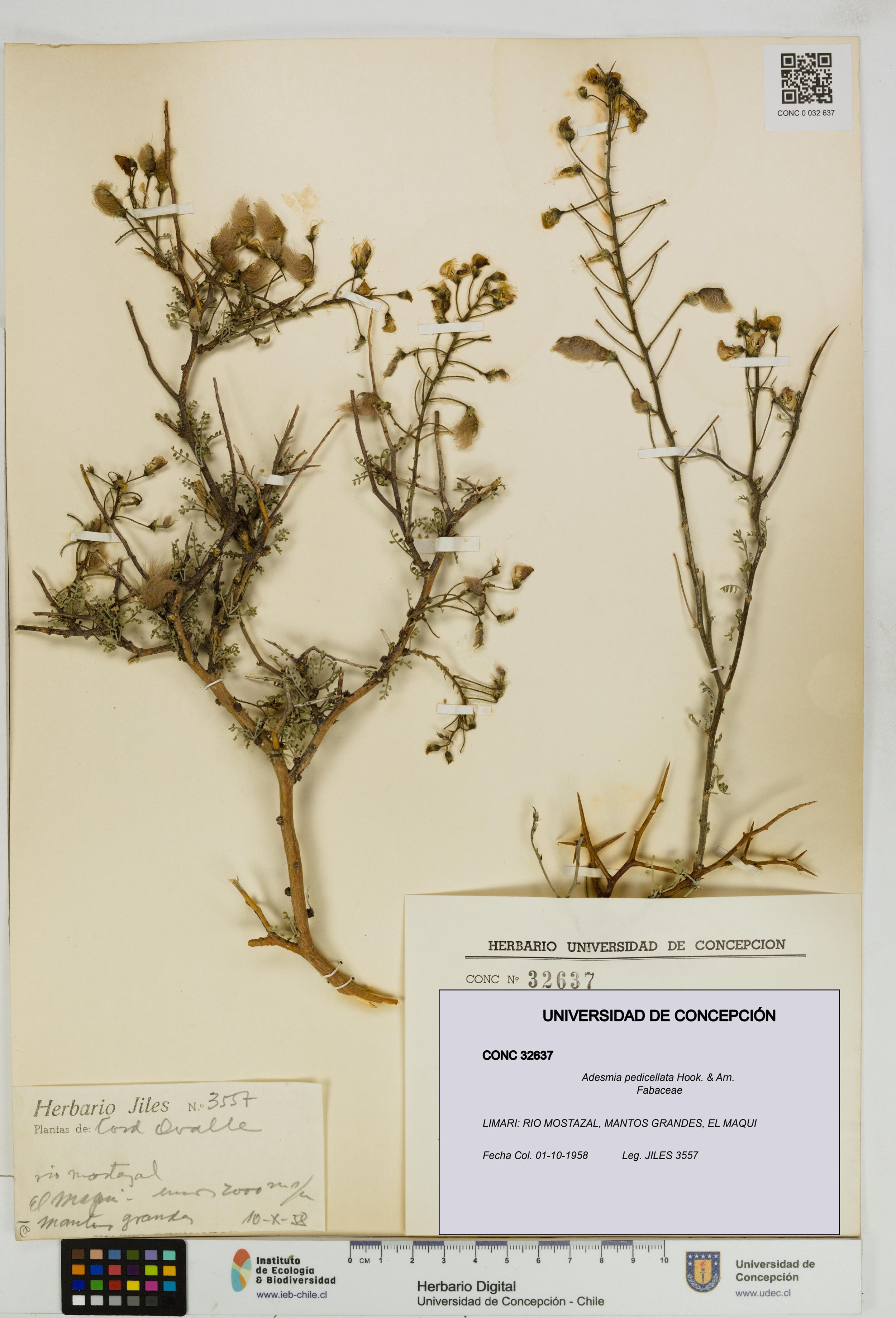 Adesmia pedicellata [Espécimen: ]