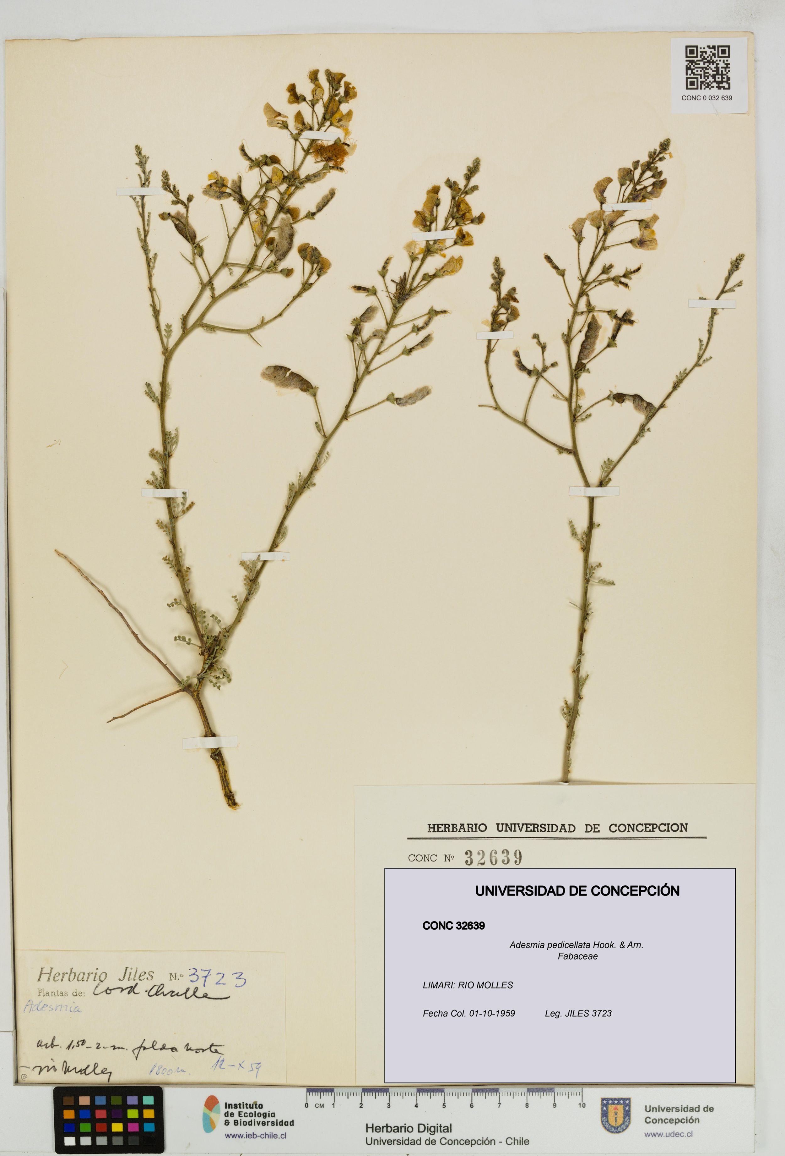 Adesmia pedicellata [Espécimen: ]