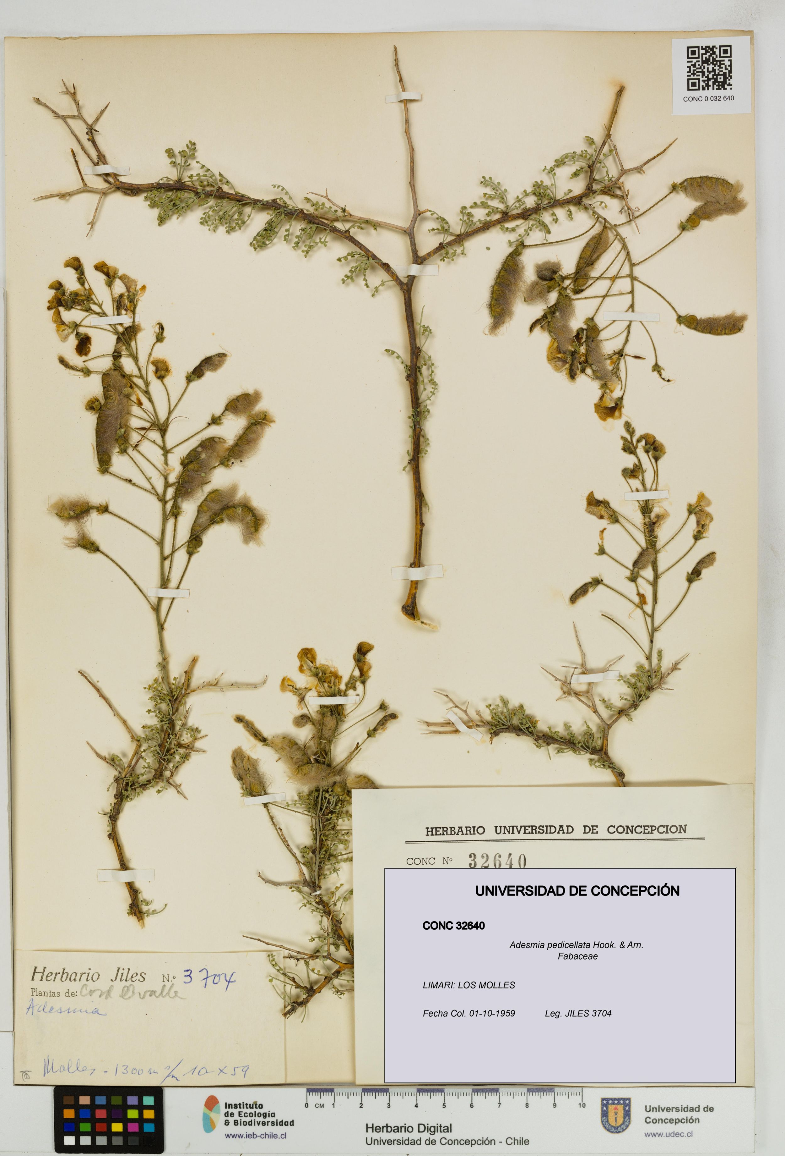 Adesmia pedicellata [Espécimen: ]