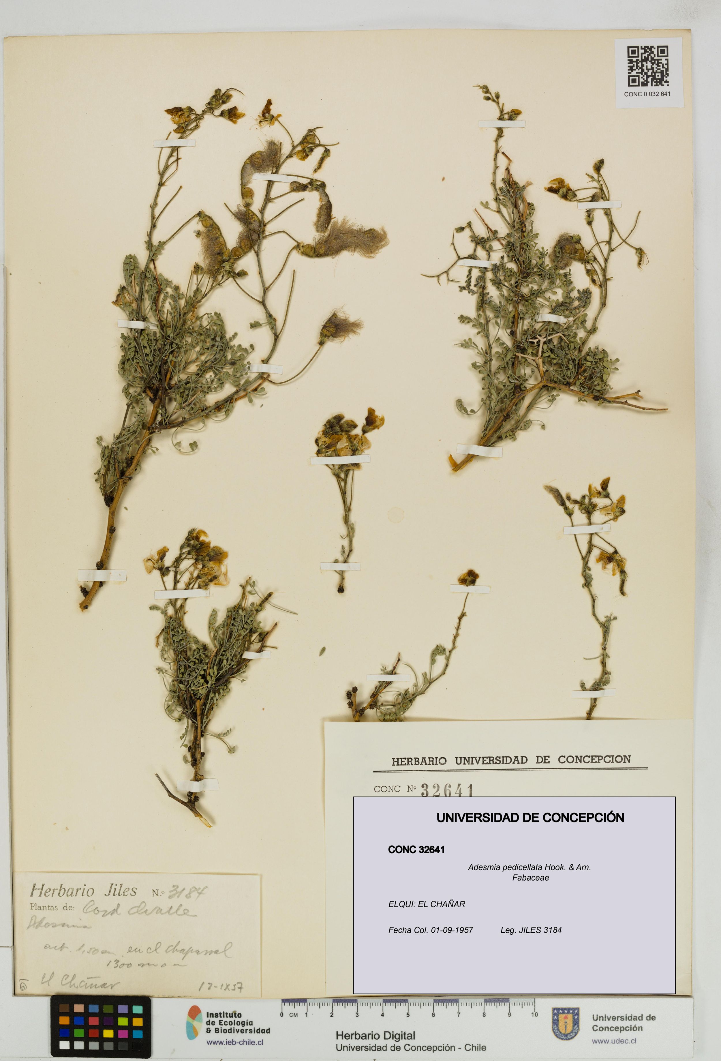Adesmia pedicellata [Espécimen: ]