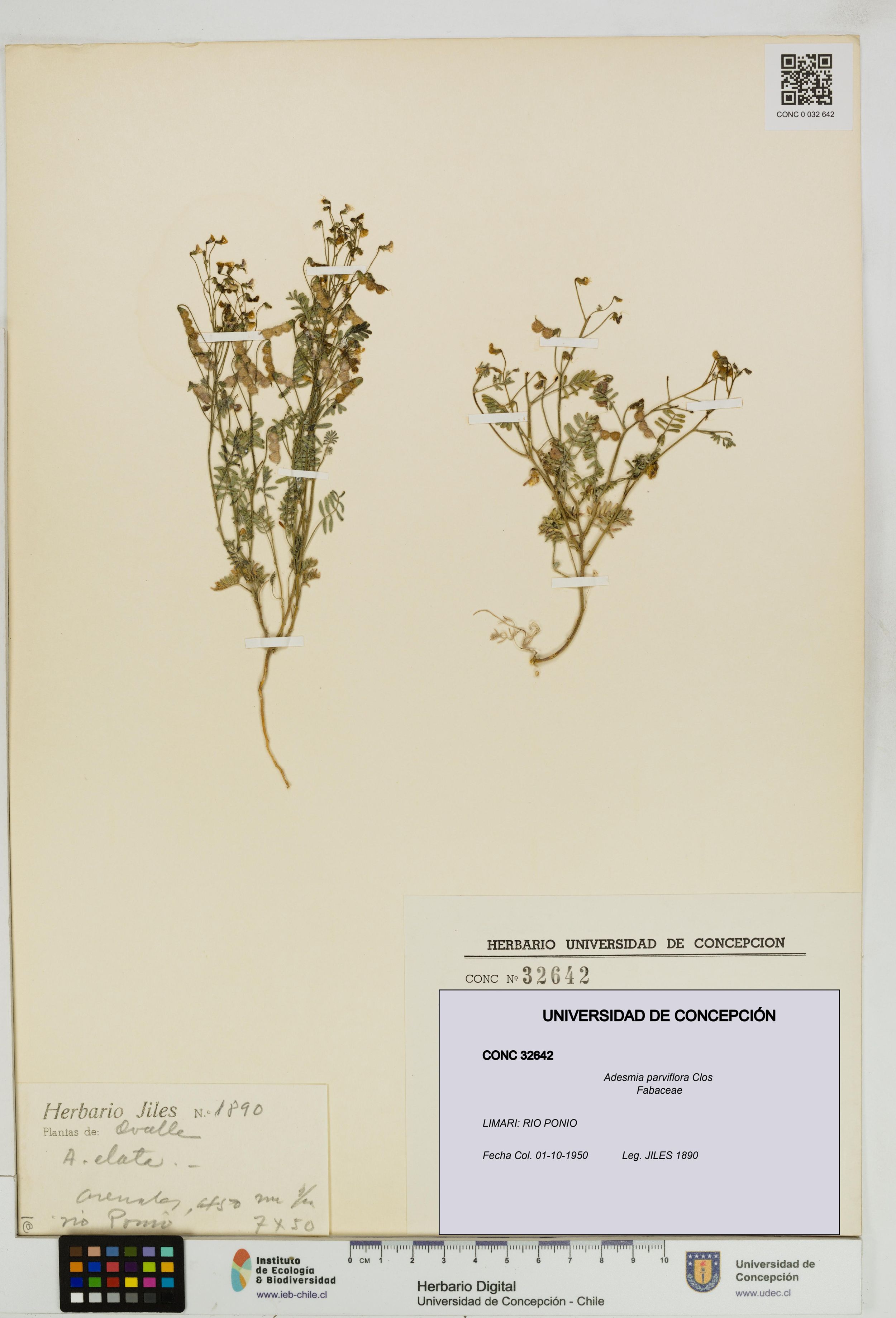 Adesmia parviflora [Espécimen: ]