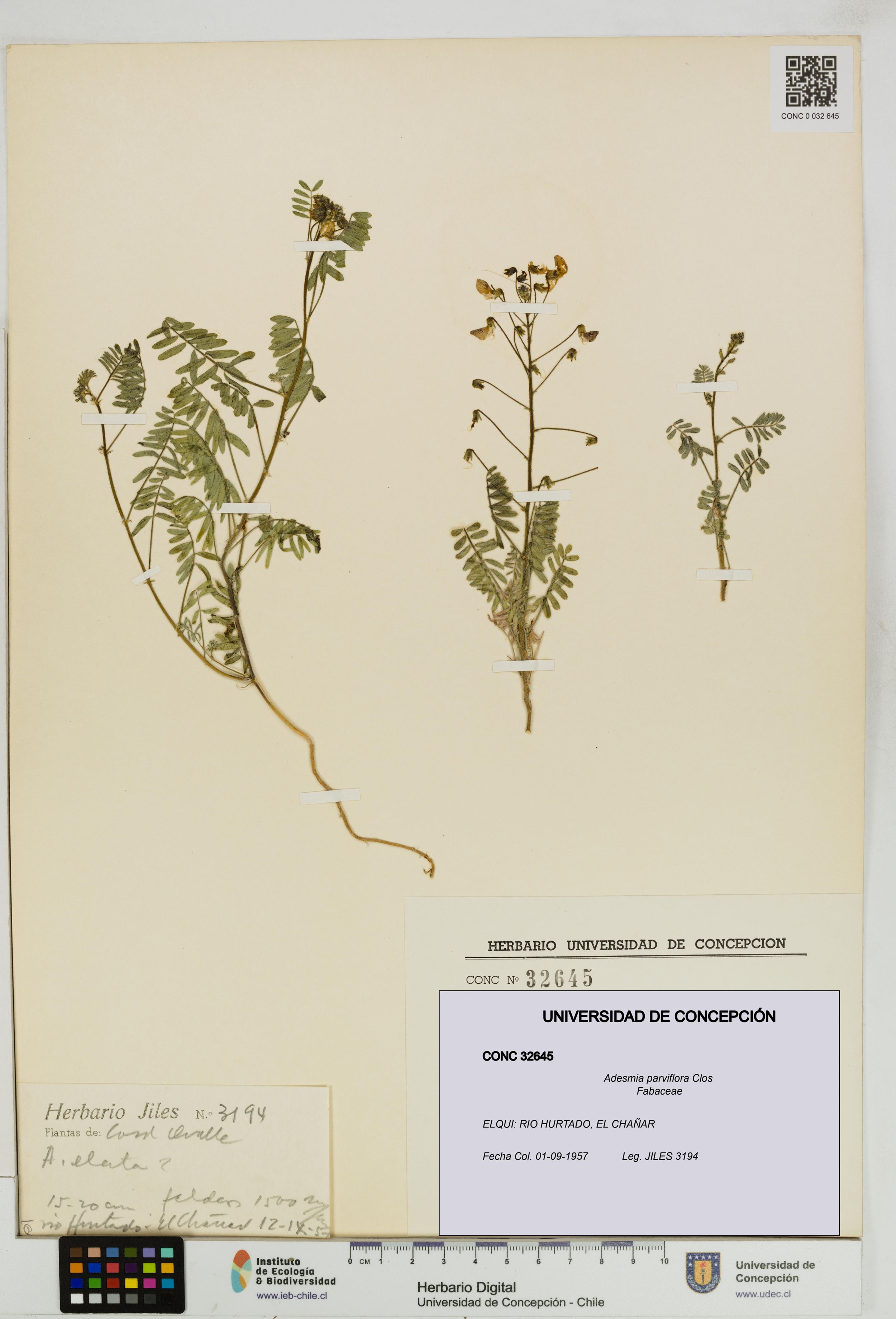 Adesmia parviflora [Espécimen: ]