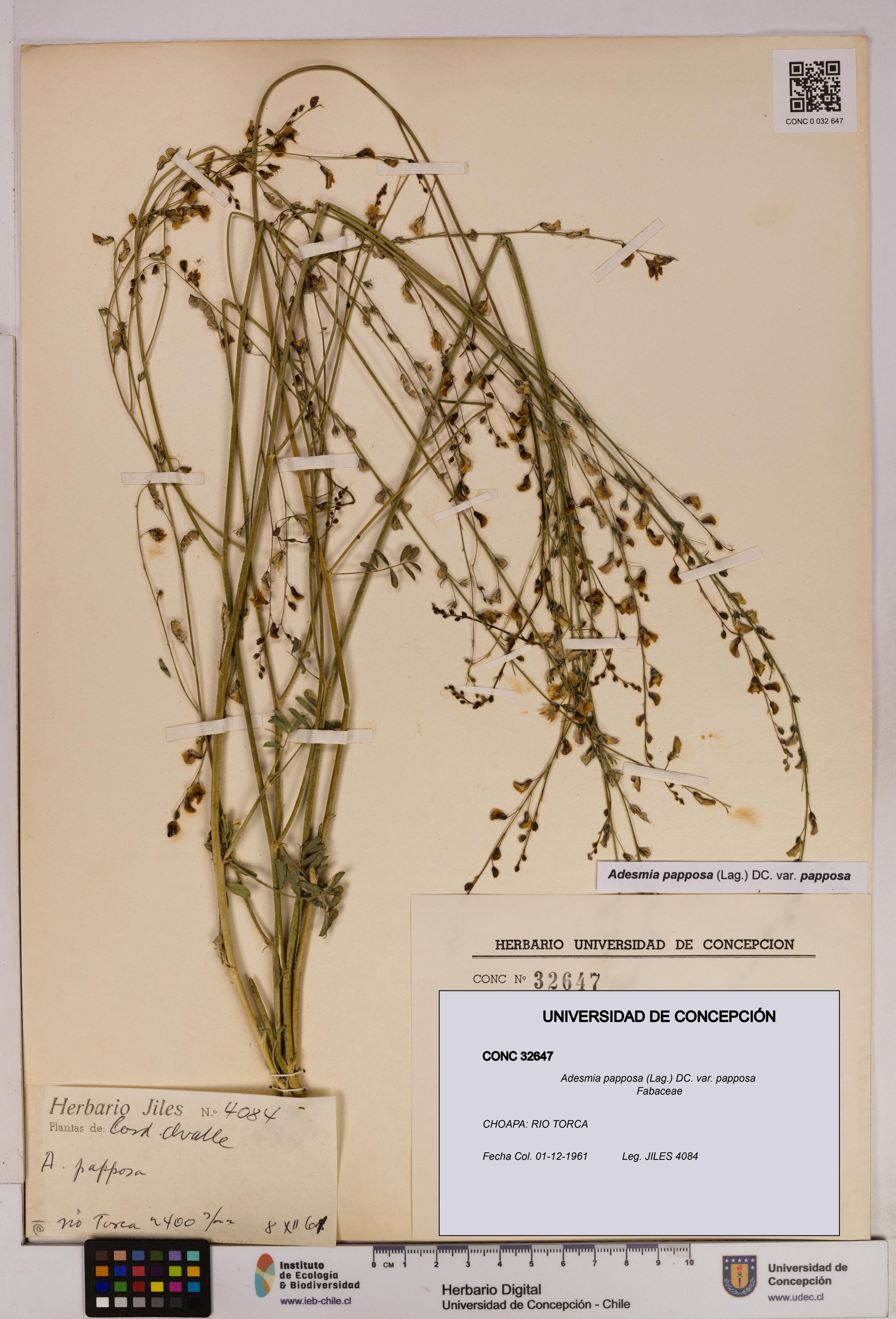 Adesmia papposa var. papposa [Espécimen: ]
