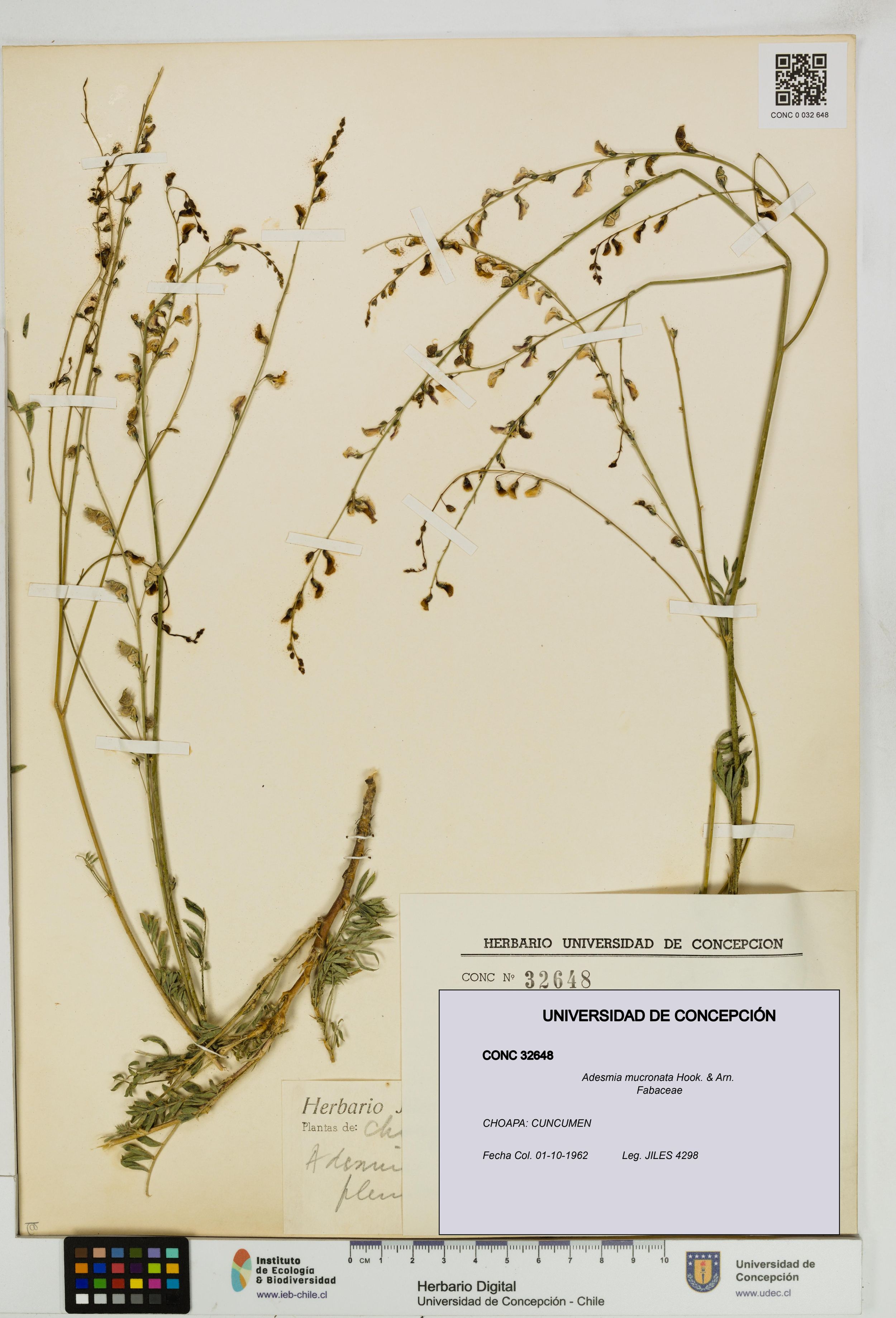 Adesmia mucronata [Espécimen: ]