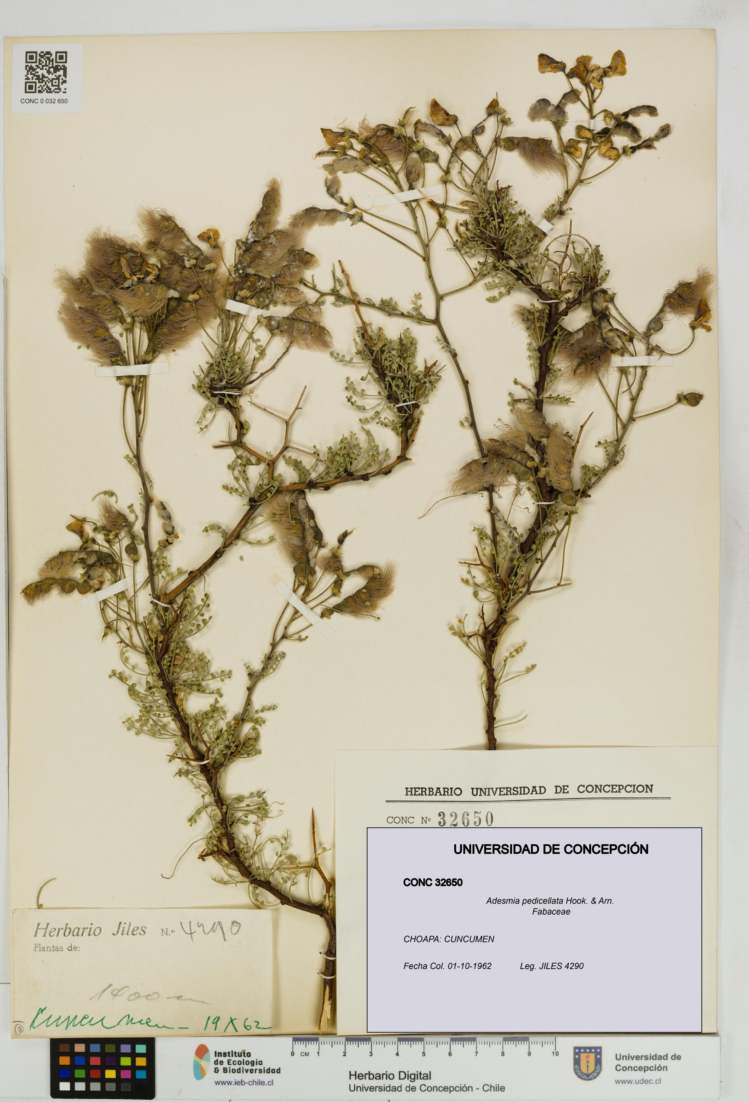 Adesmia pedicellata [Espécimen: ]