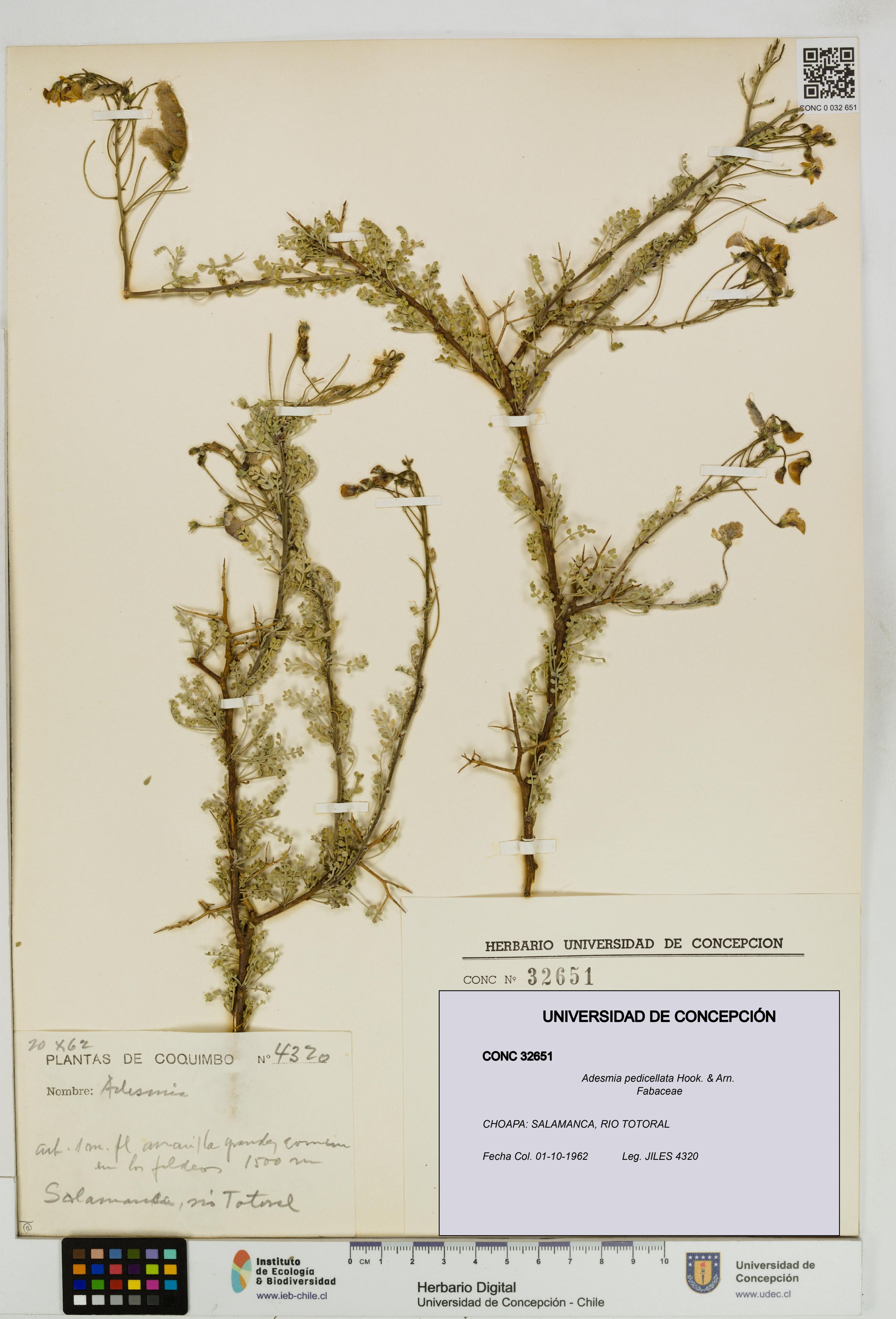 Adesmia pedicellata [Espécimen: ]