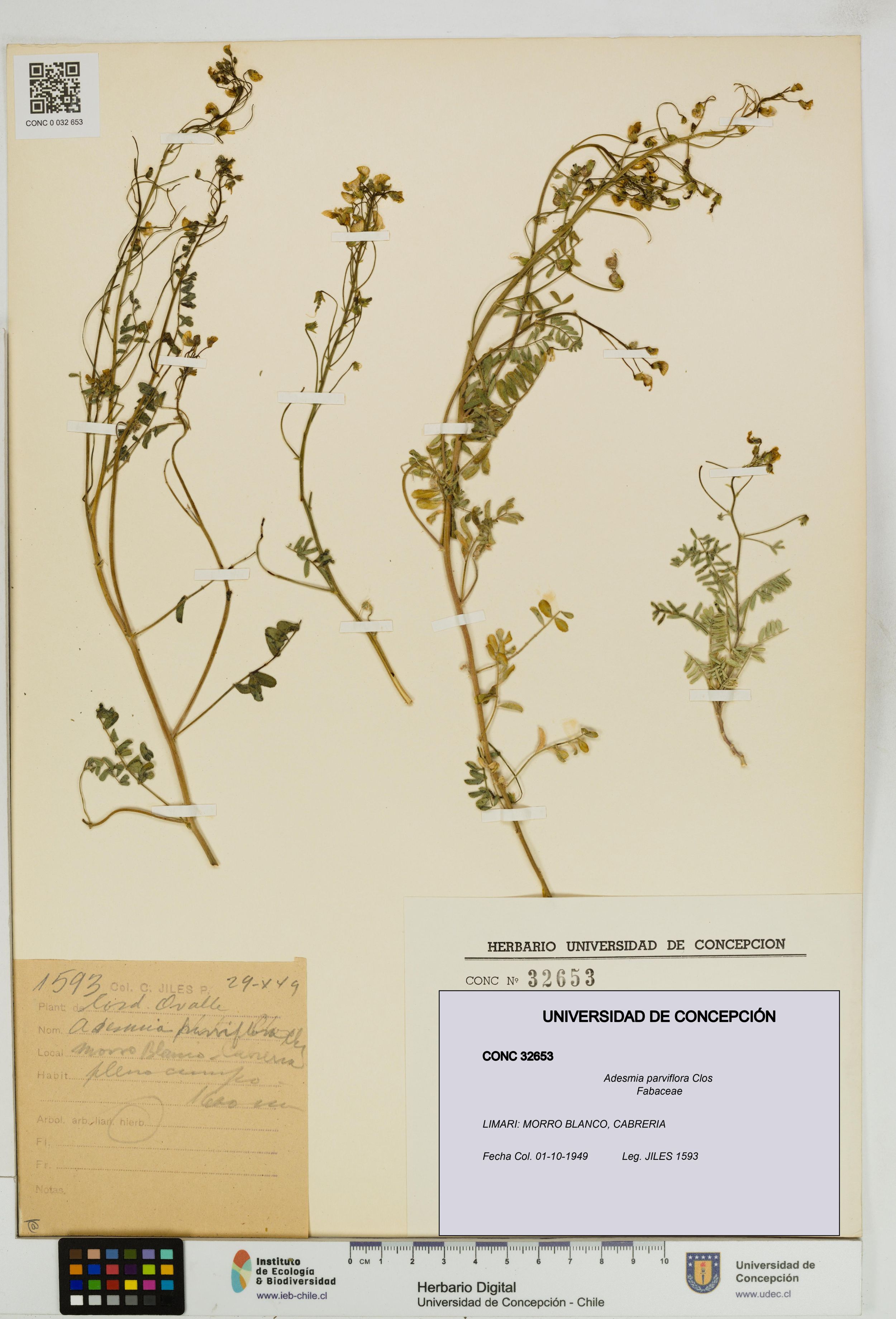 Adesmia parviflora [Espécimen: ]