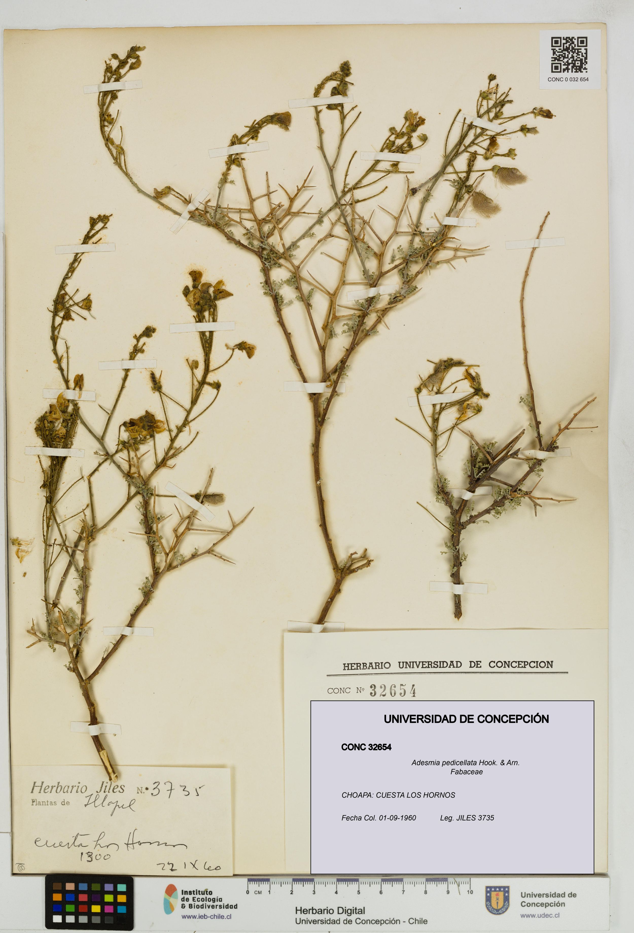Adesmia pedicellata [Espécimen: ]