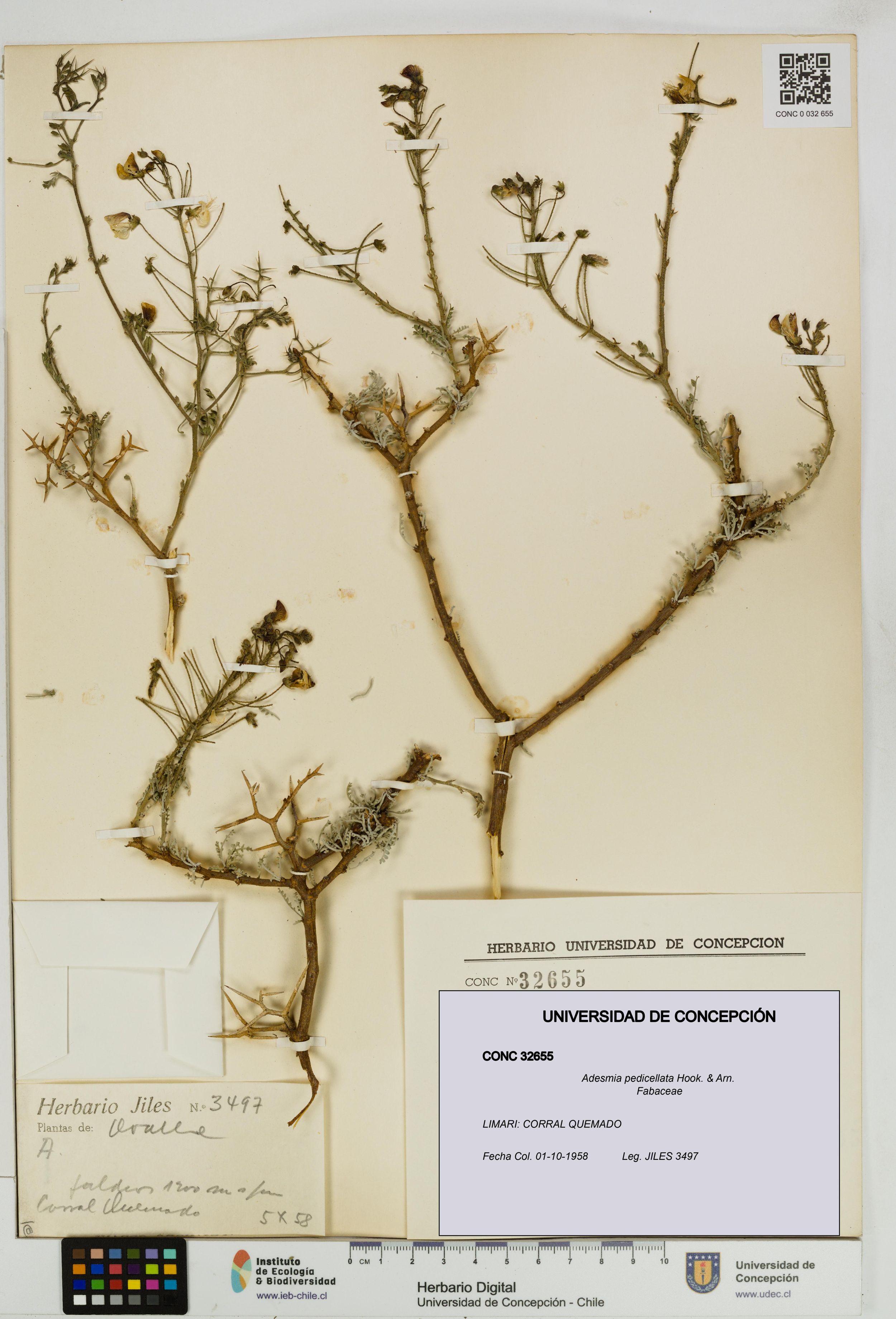 Adesmia pedicellata [Espécimen: ]