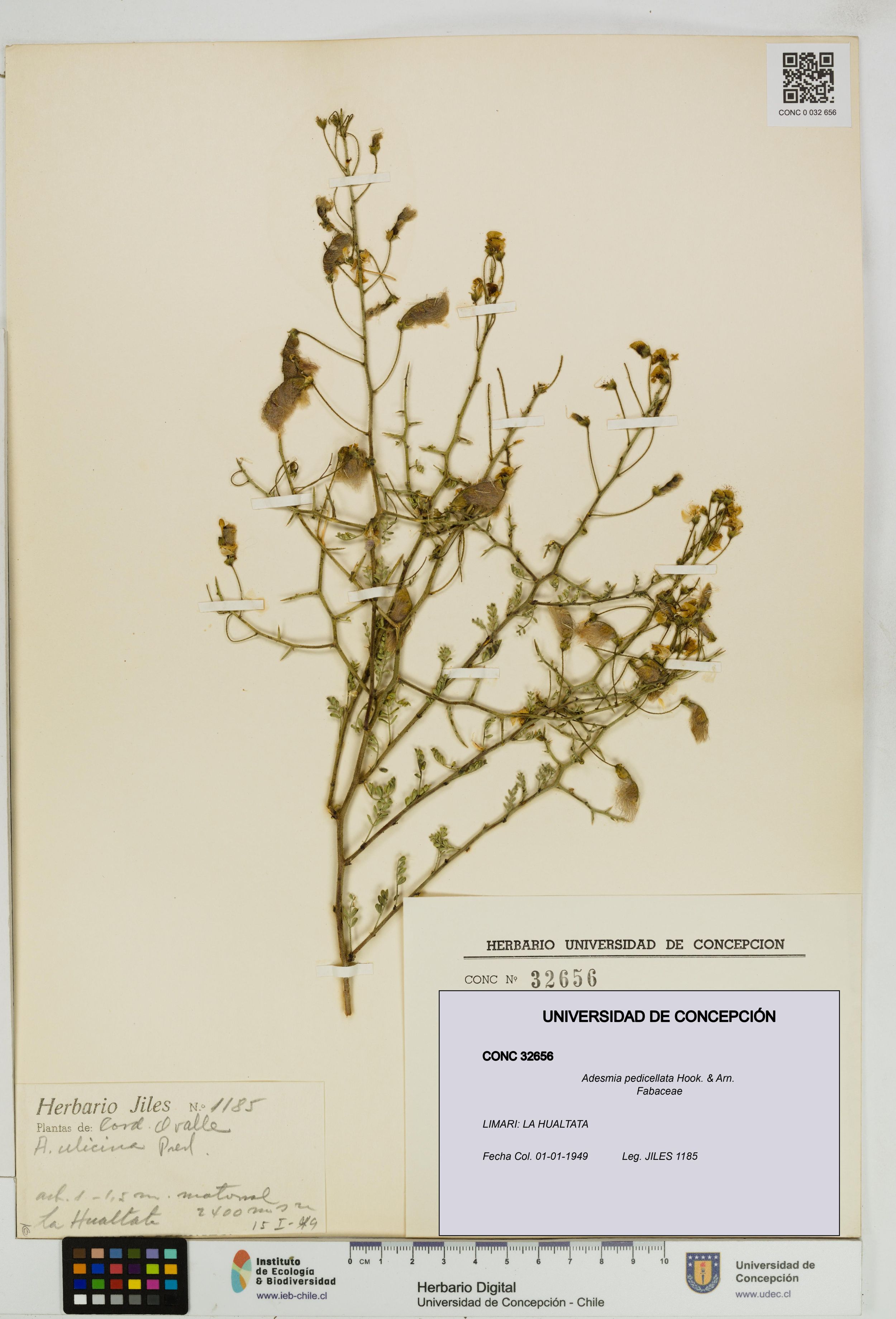 Adesmia pedicellata [Espécimen: ]