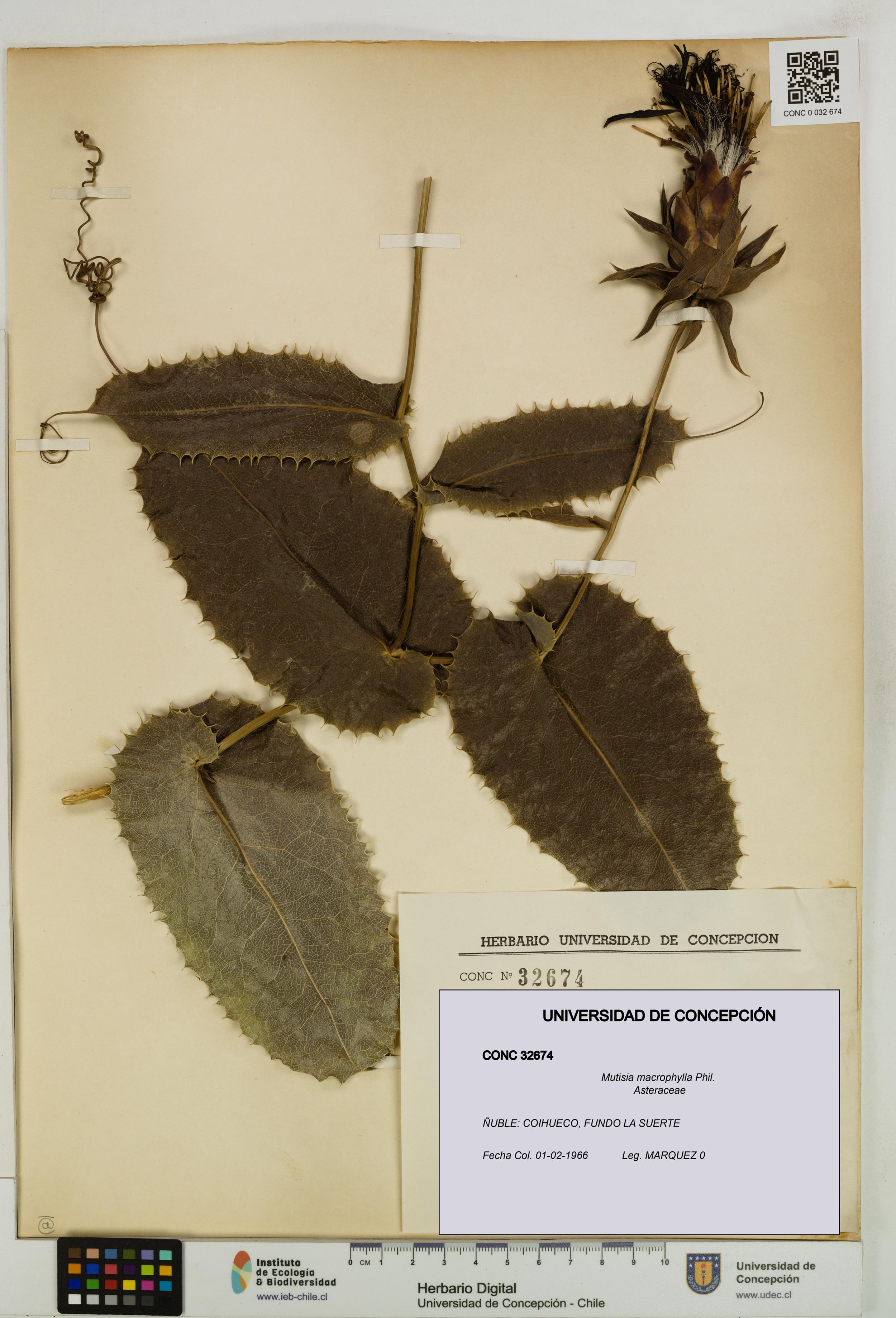Mutisia macrophylla [Espécimen: ]