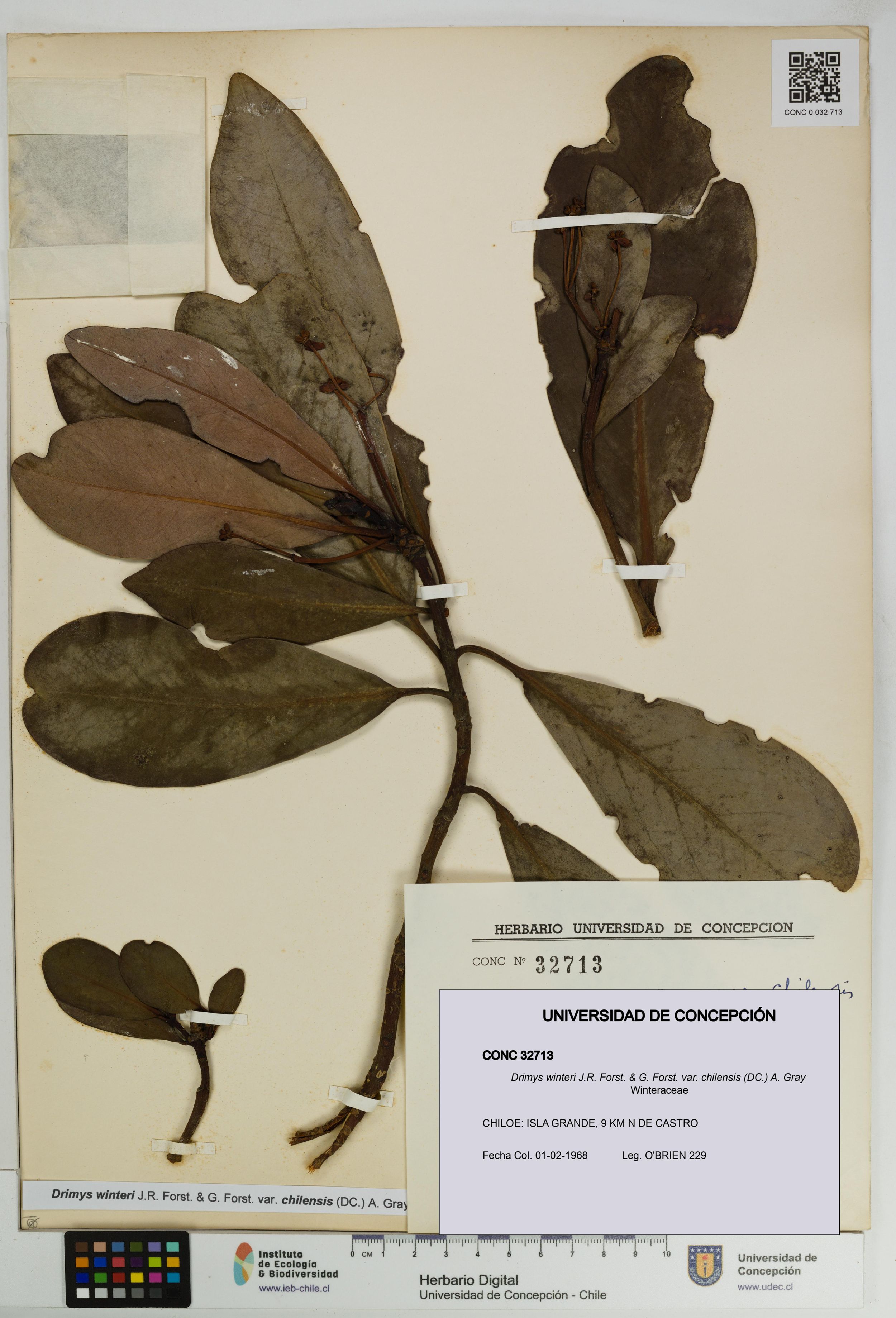 Drimys winteri var. chilensis [Espécimen: ]