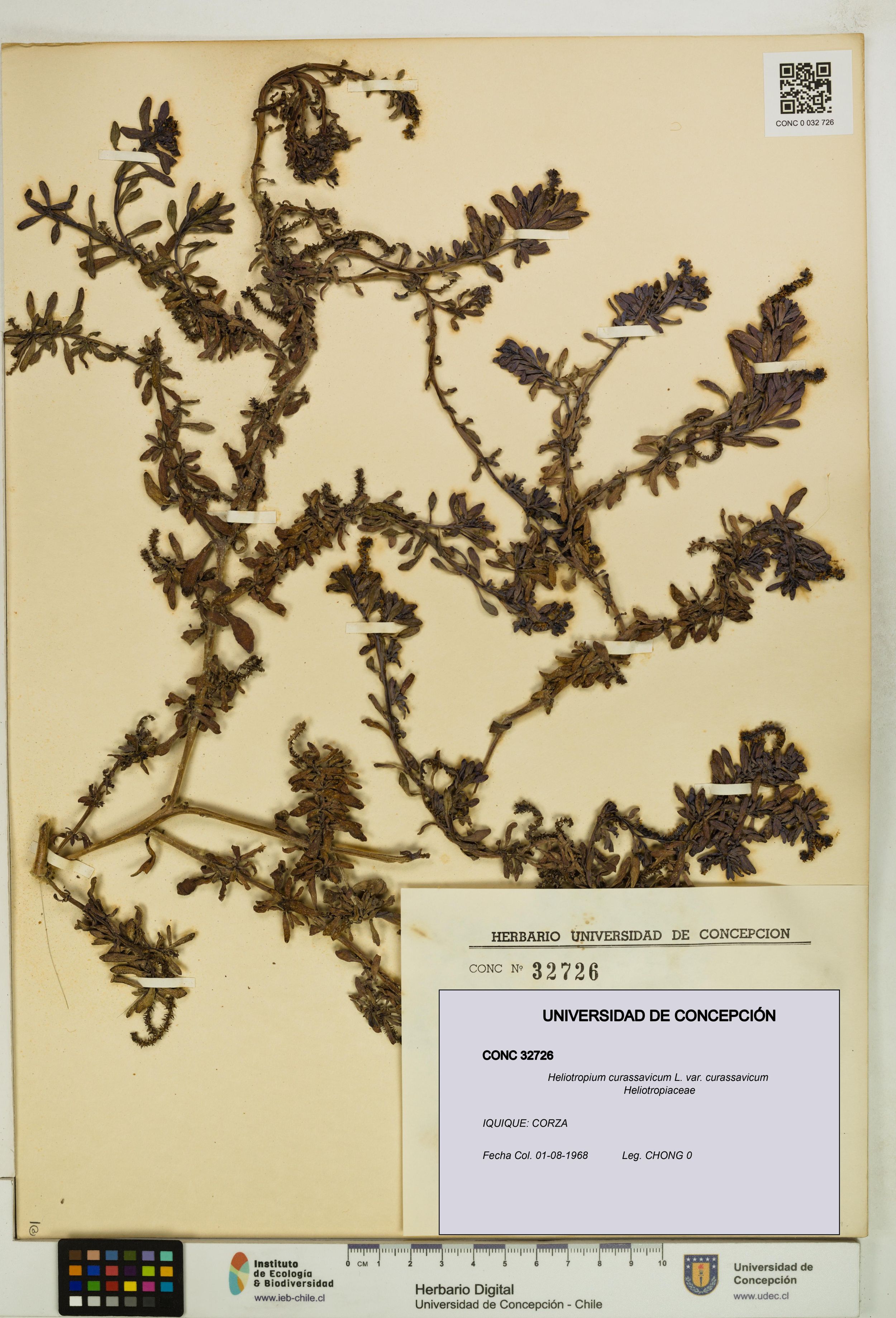 Heliotropium curassavicum var. curassavicum [Espécimen: ]
