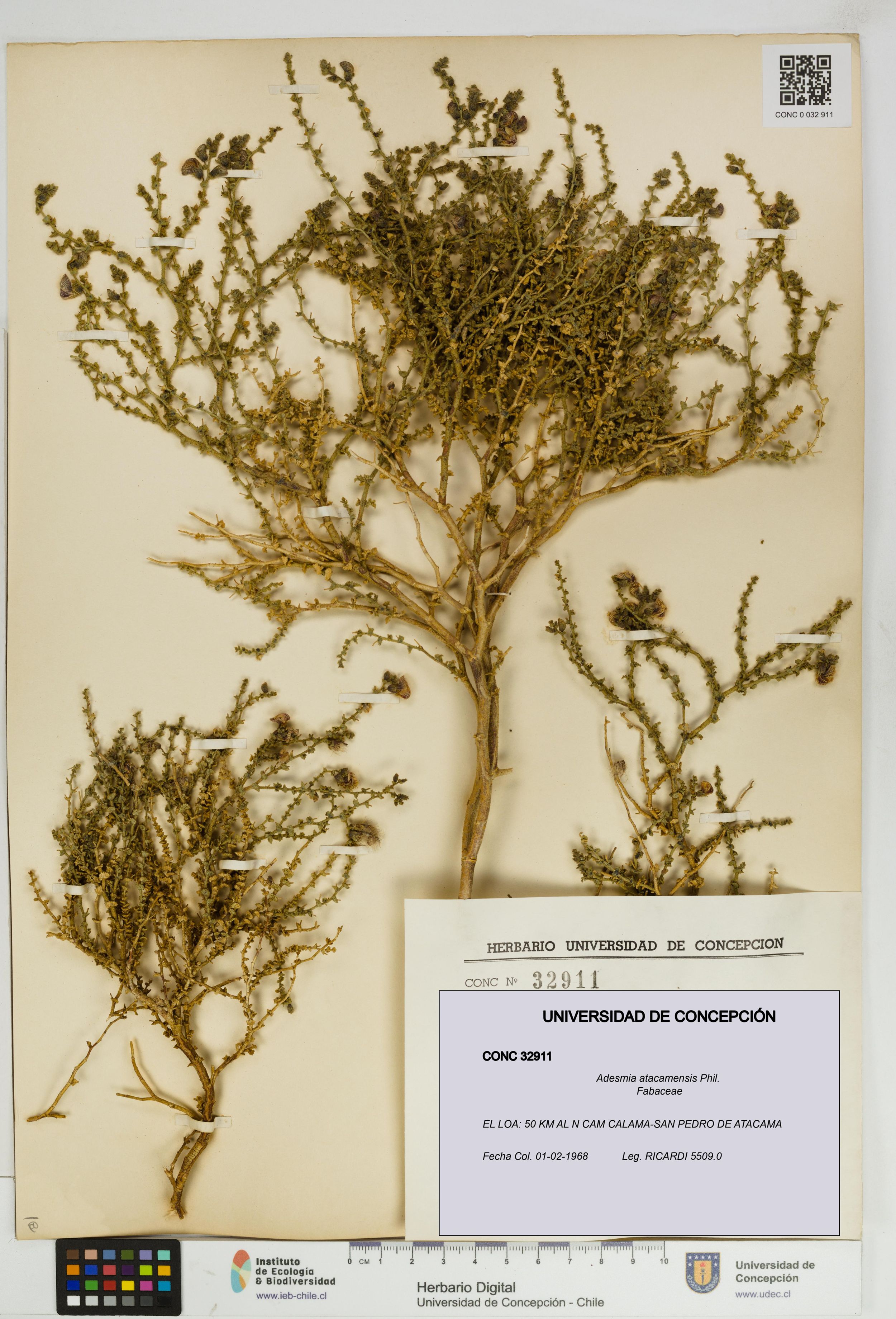 Adesmia atacamensis [Espécimen: ]