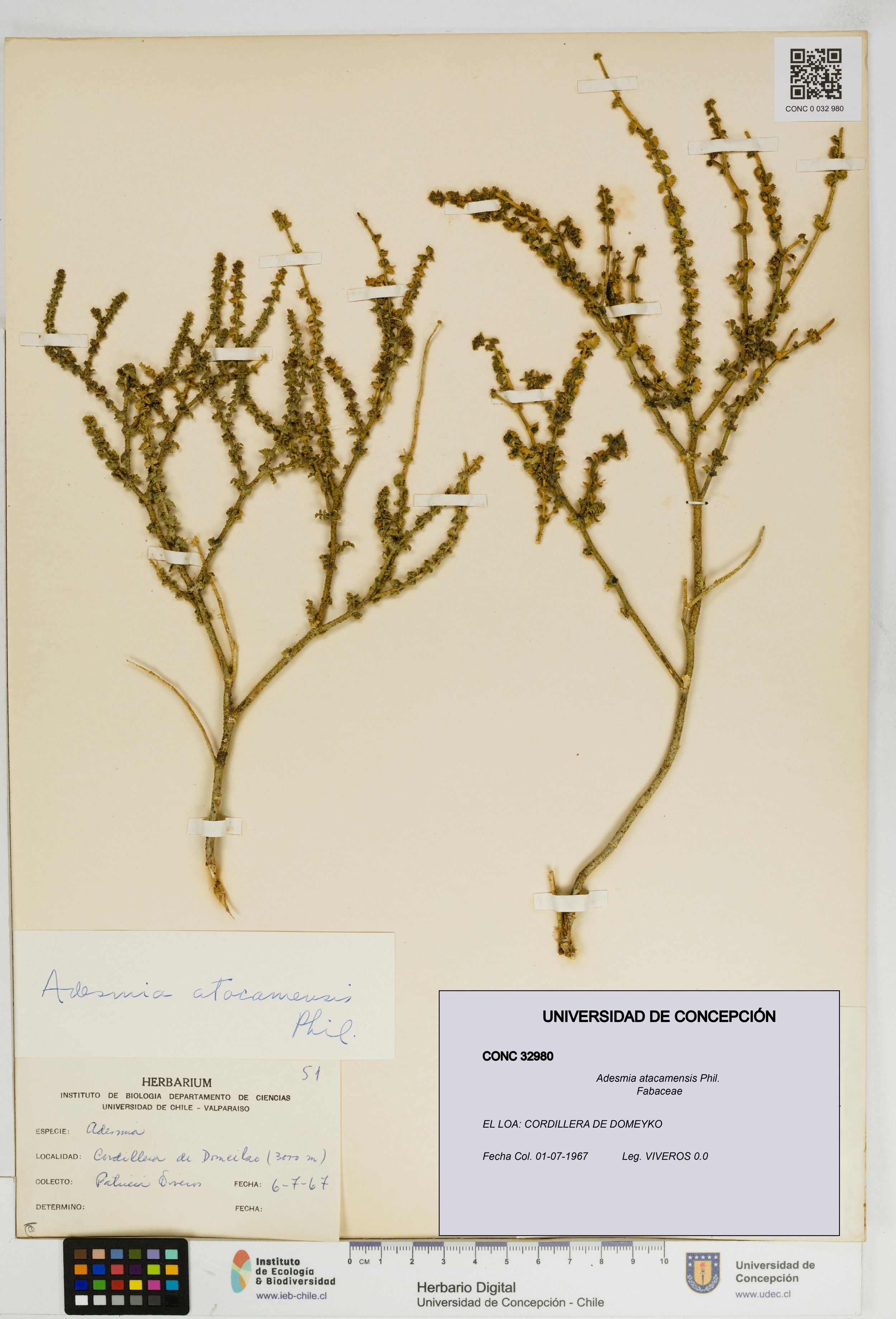 Adesmia atacamensis [Espécimen: ]