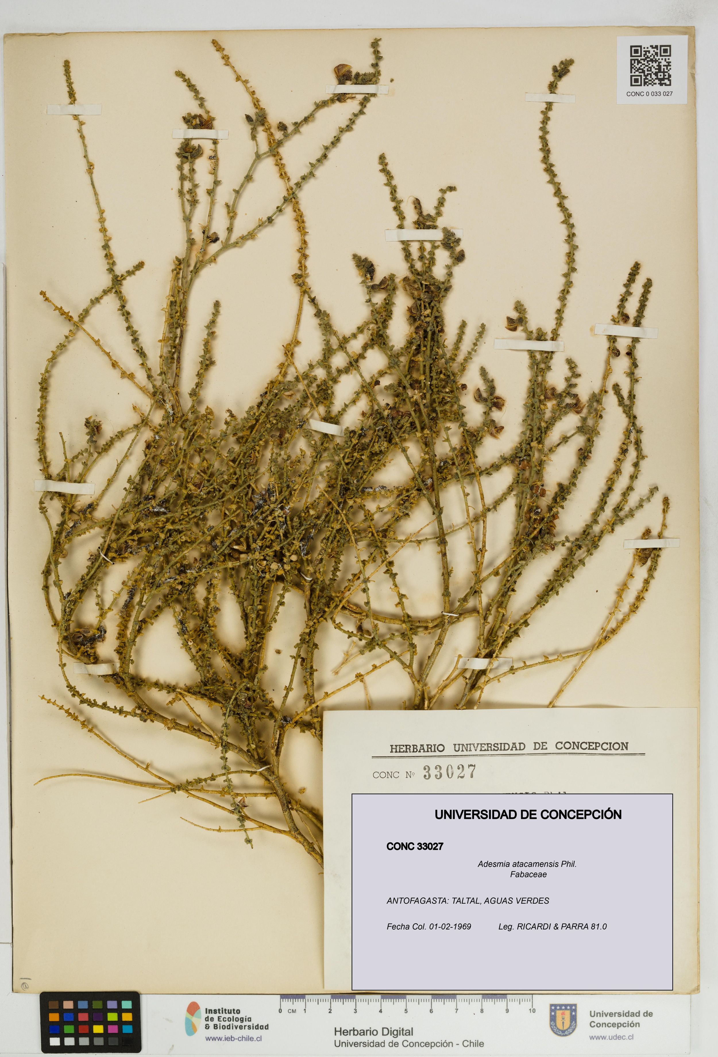 Adesmia atacamensis [Espécimen: ]