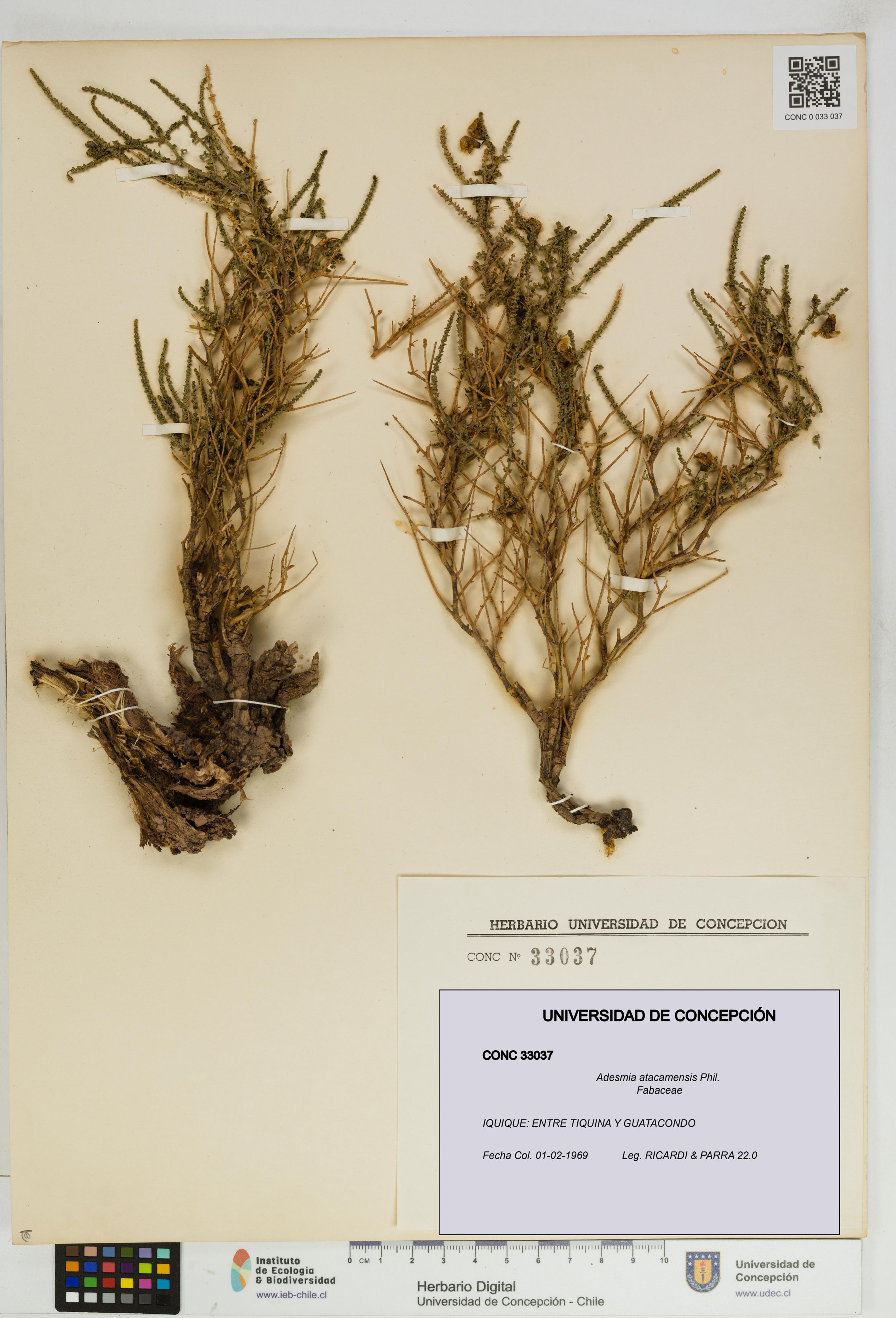 Adesmia atacamensis [Espécimen: ]