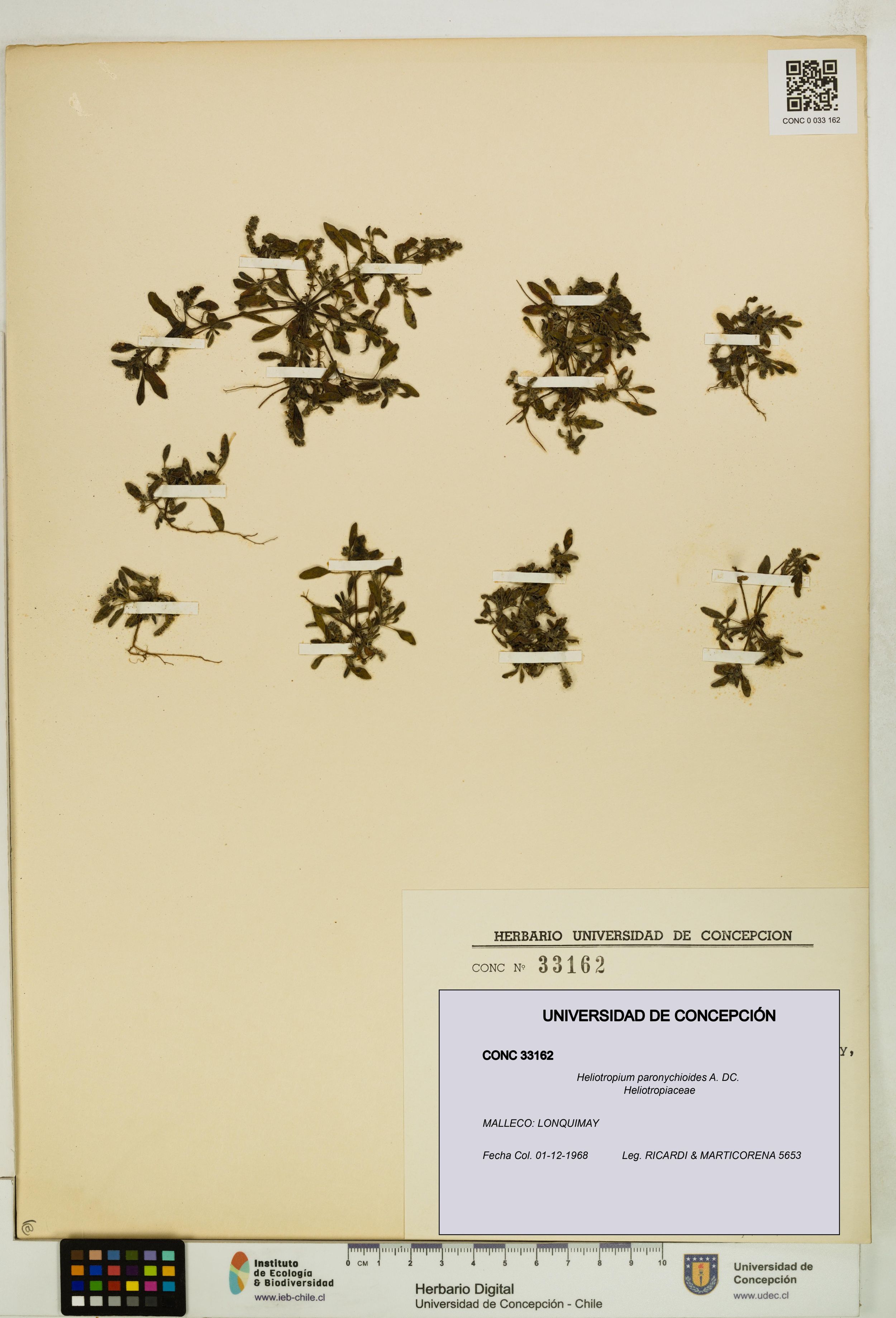 Heliotropium paronychioides [Espécimen: ]