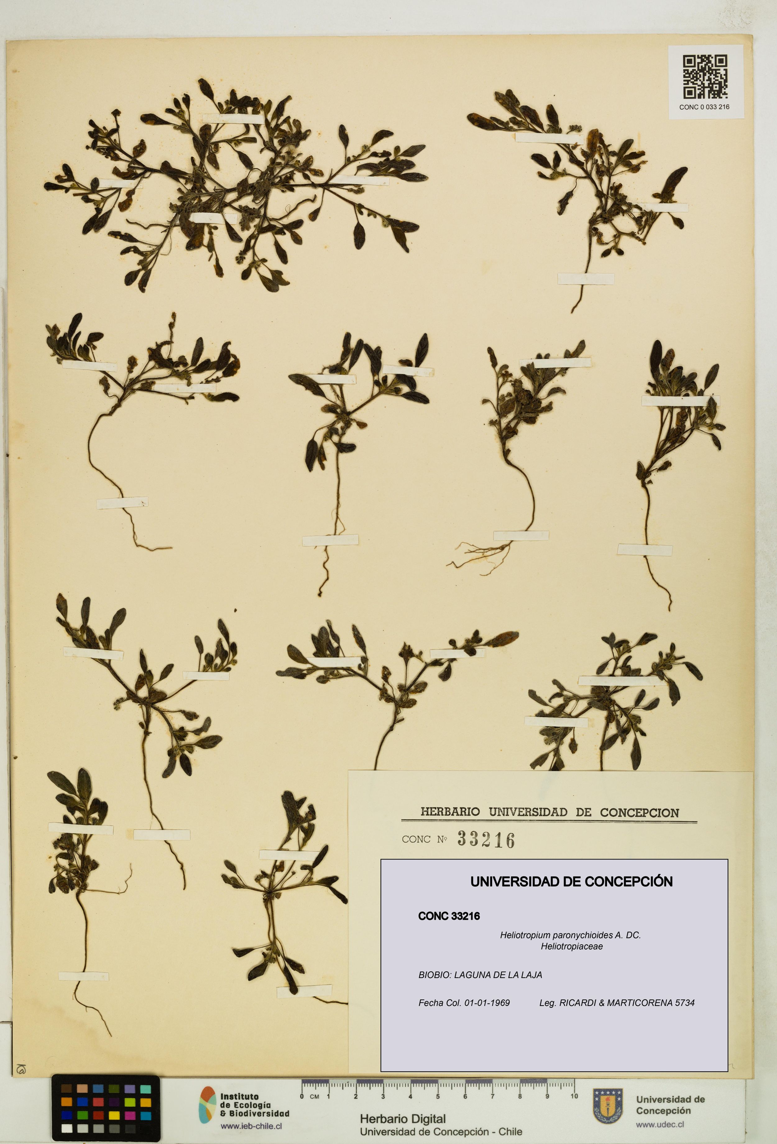 Heliotropium paronychioides [Espécimen: ]
