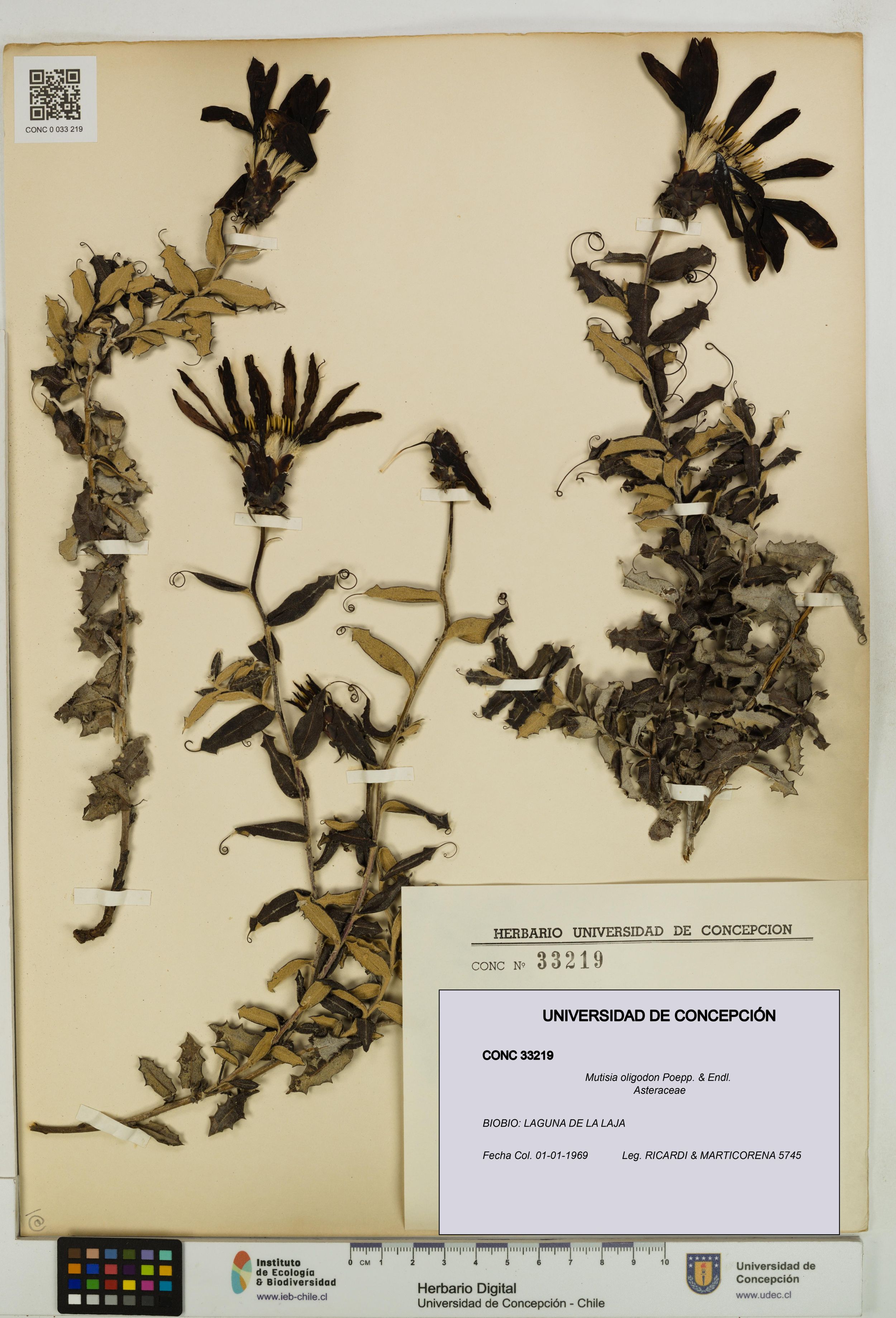 Mutisia oligodon [Espécimen: ]