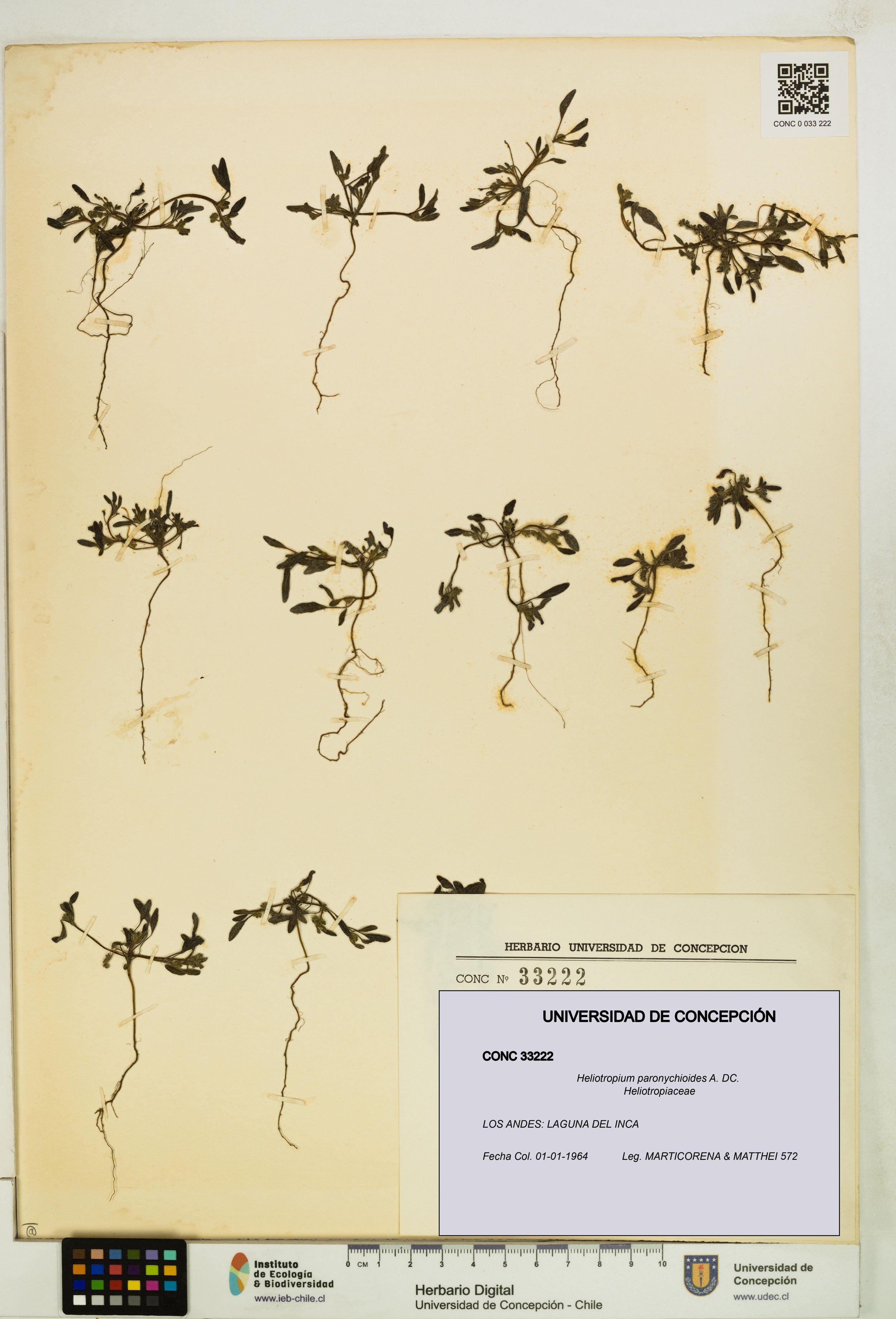 Heliotropium paronychioides [Espécimen: ]