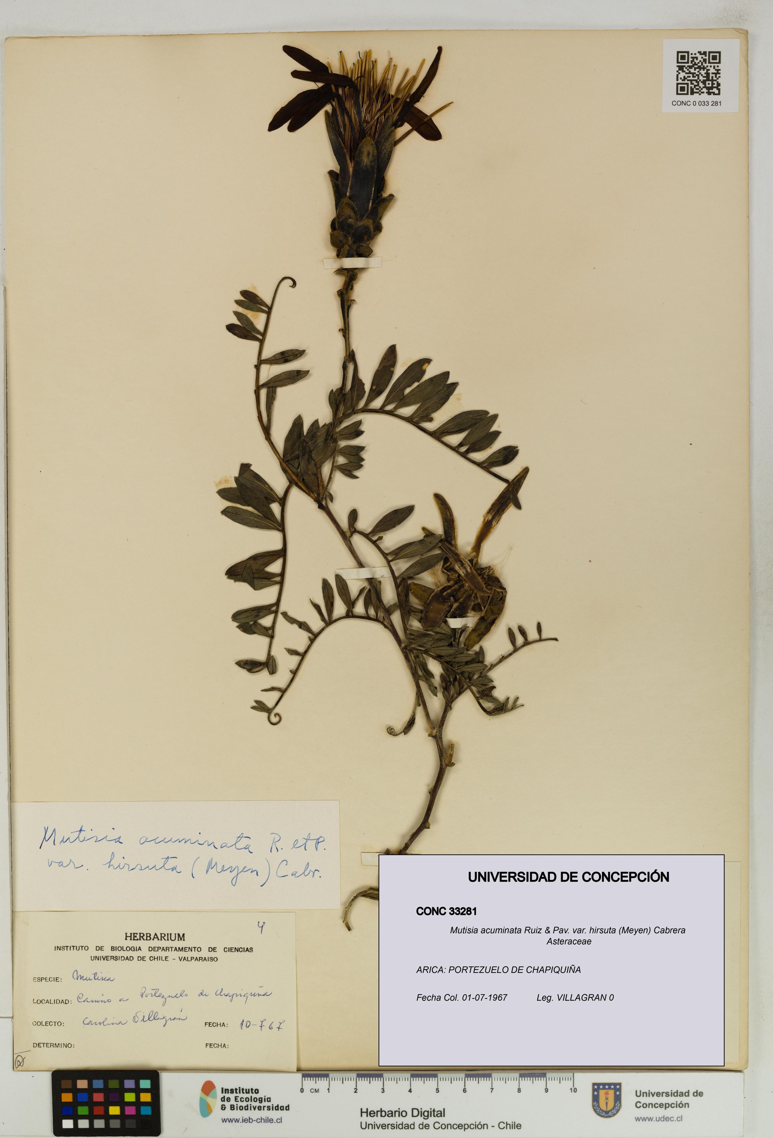 Mutisia acuminata var. hirsuta [Espécimen: ]